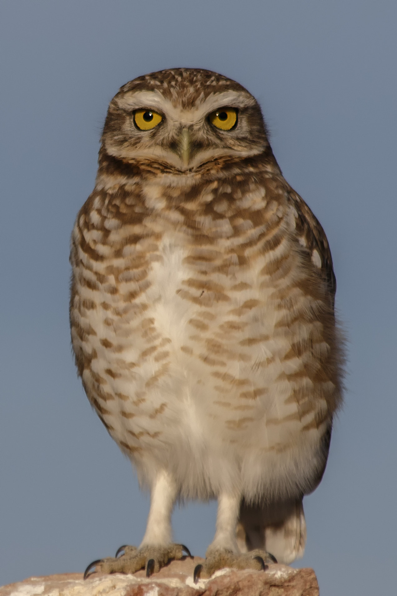 Canon EF 70-300mm F4-5.6 IS USM sample photo. Lechuza vizcachera (athene cunicularia) photography