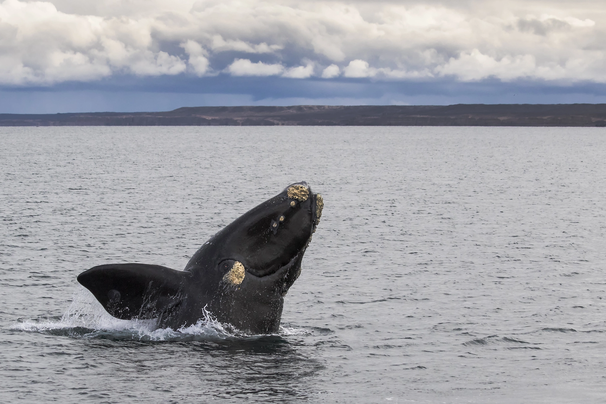 Canon EF 70-300mm F4-5.6 IS USM sample photo. Ballena franca austral (eubalaena australis) photography