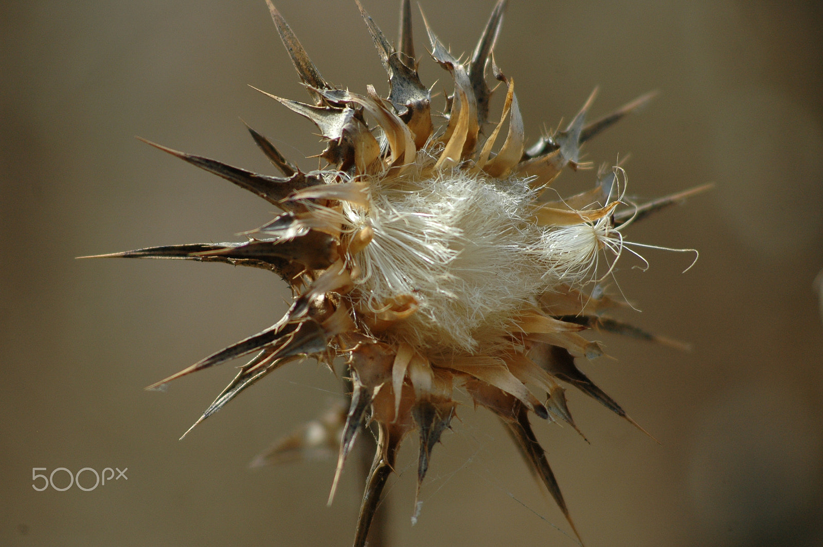 Nikon D70 + AF Nikkor 70-210mm f/4-5.6 sample photo. Beauty in death photography