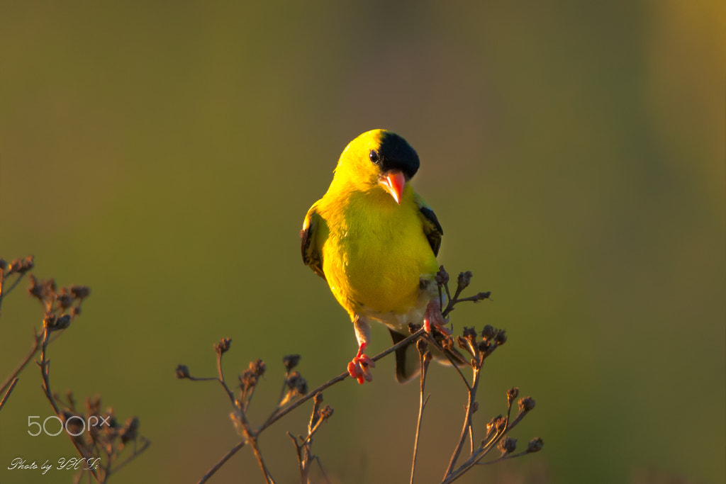 Canon EOS 5D Mark II + 150-600mm F5-6.3 DG OS HSM | Sports 014 sample photo. North american goldfinch[2] photography