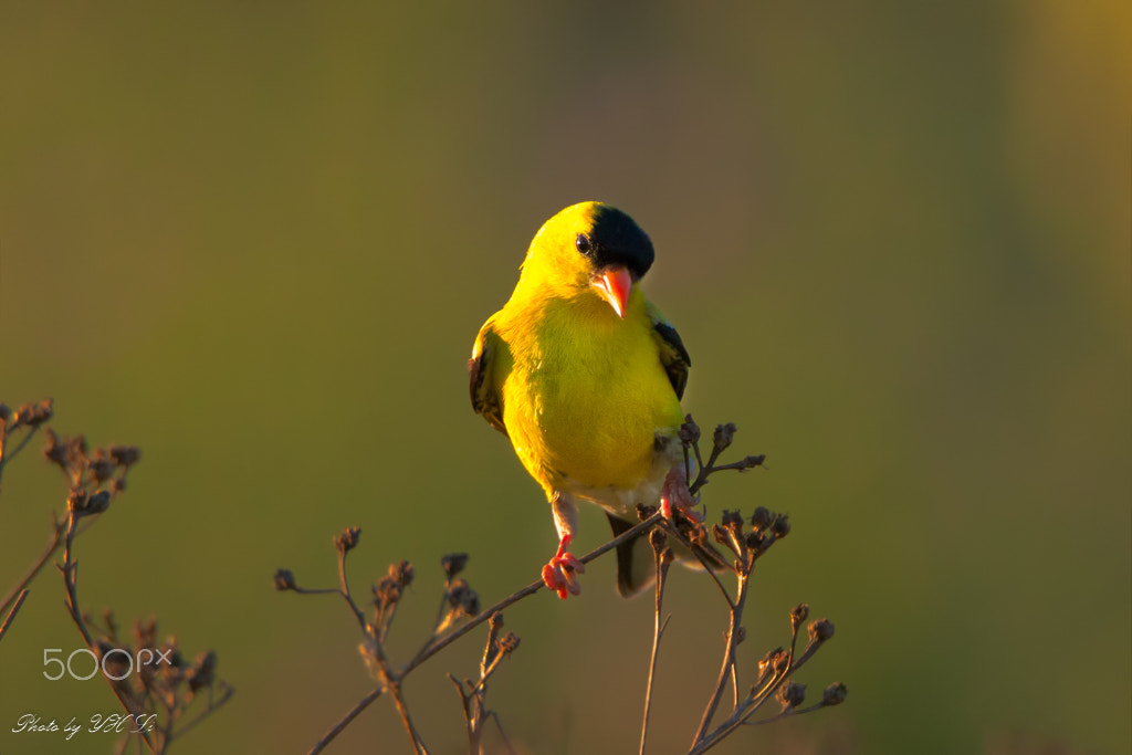 150-600mm F5-6.3 DG OS HSM | Sports 014 sample photo. North american goldfinch[2] photography