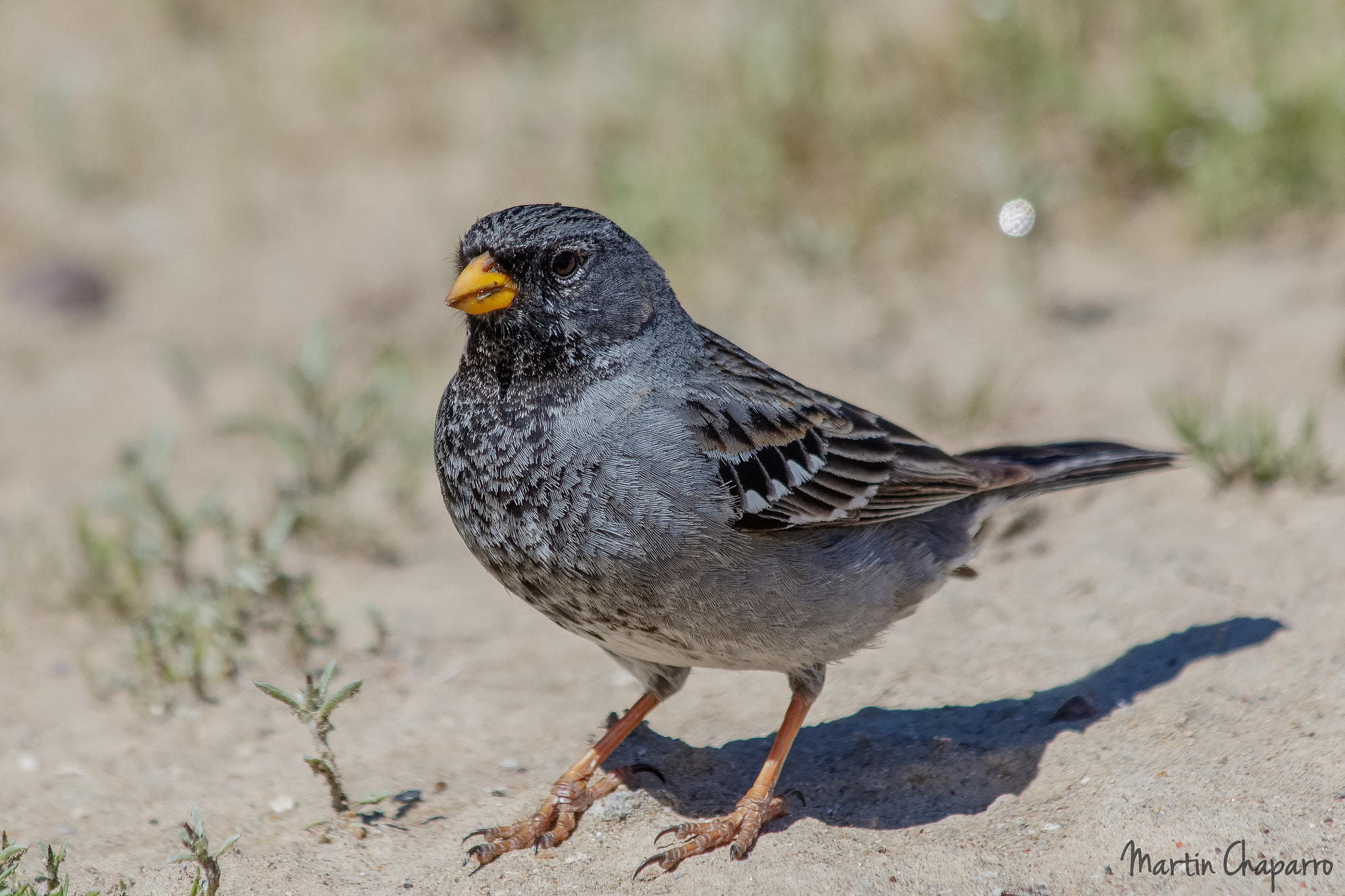 Canon EF 70-300mm F4-5.6 IS USM sample photo. Yal negro (phrygilus fruticeti) photography