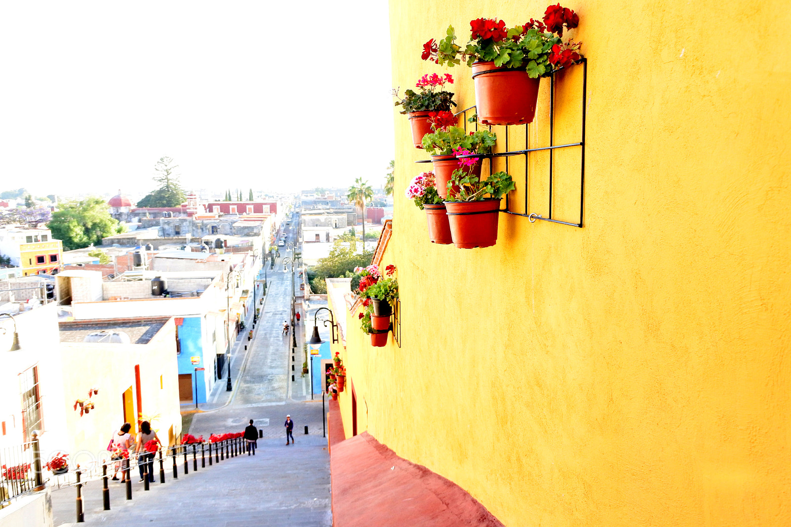 Nikon 1 J5 sample photo. Camino de flores photography
