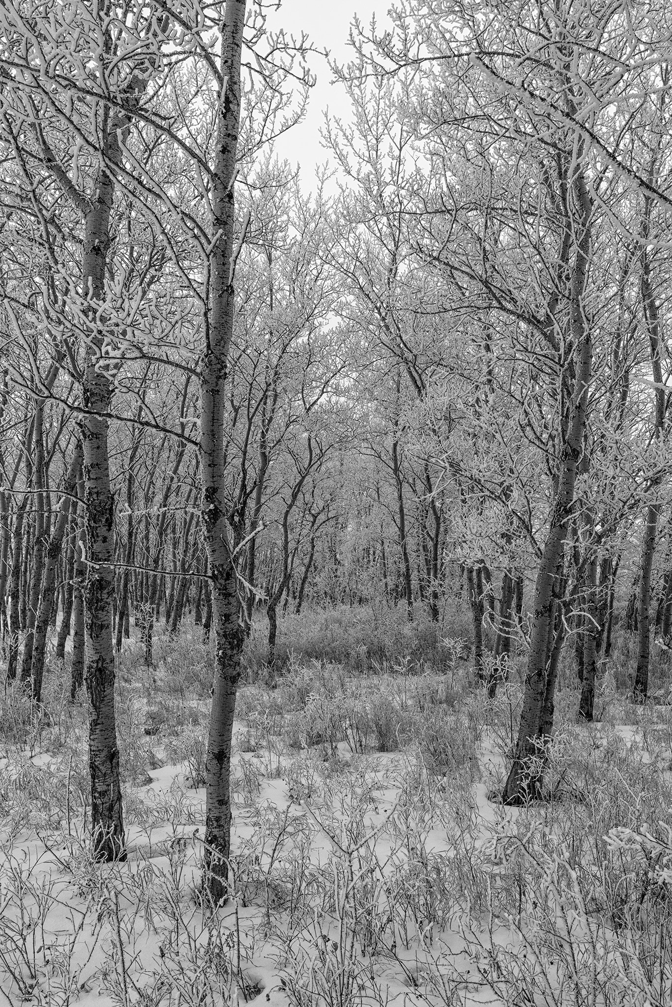 Tamron SP 24-70mm F2.8 Di VC USD sample photo. It's a jungle out there.... photography