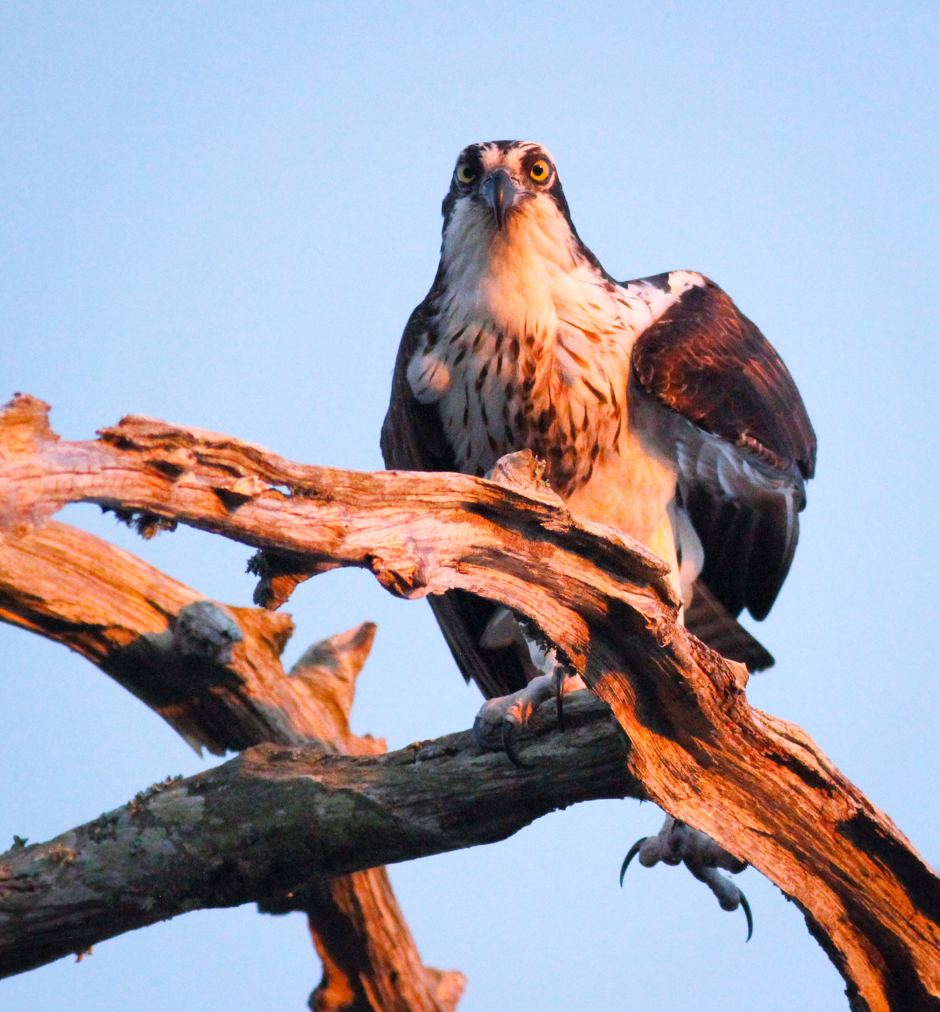 Canon EOS 600D (Rebel EOS T3i / EOS Kiss X5) + Canon EF 400mm F5.6L USM sample photo. Osprey snag photography