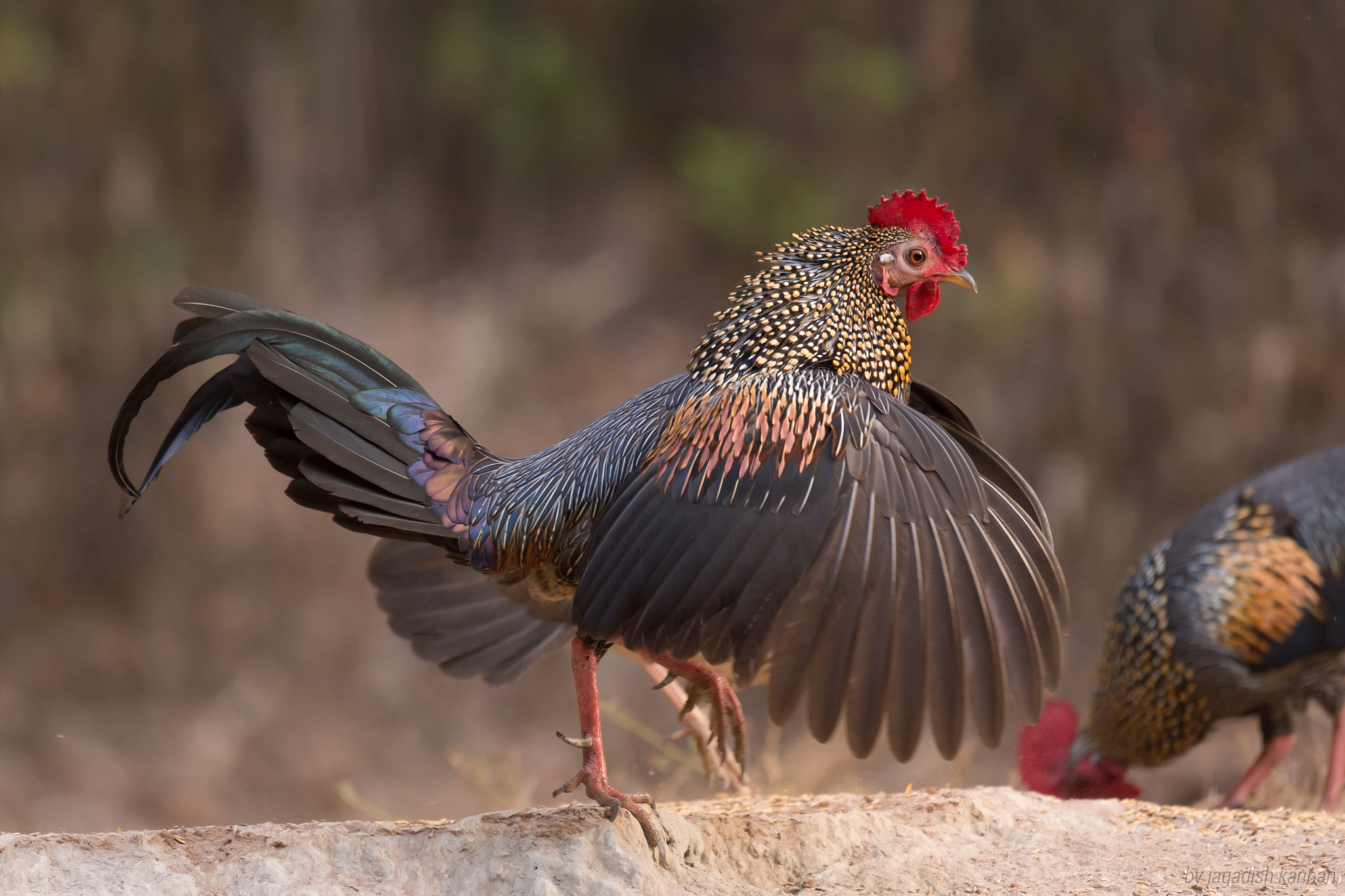 Nikon AF-S Nikkor 200-500mm F5.6E ED VR sample photo. Grey junglefowl photography