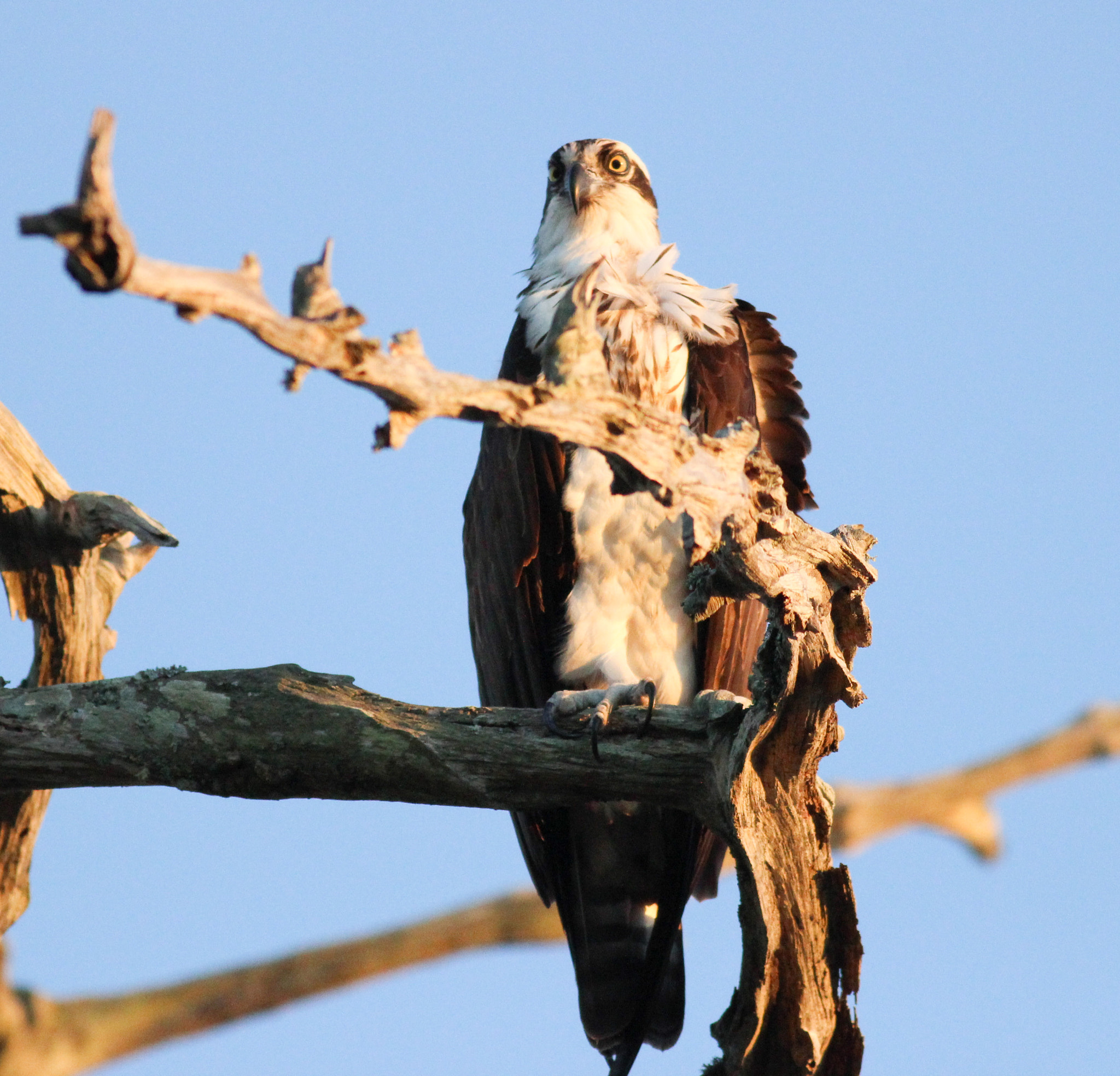 Canon EOS 600D (Rebel EOS T3i / EOS Kiss X5) + Canon EF 400mm F5.6L USM sample photo. Odprey feathers  photography