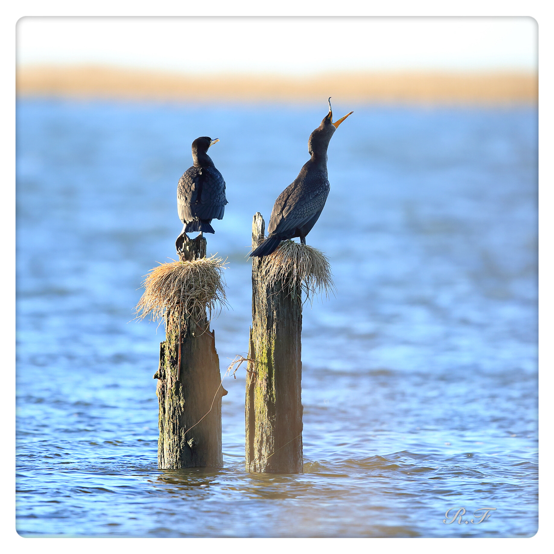 Canon EF 600mm F4L IS II USM sample photo