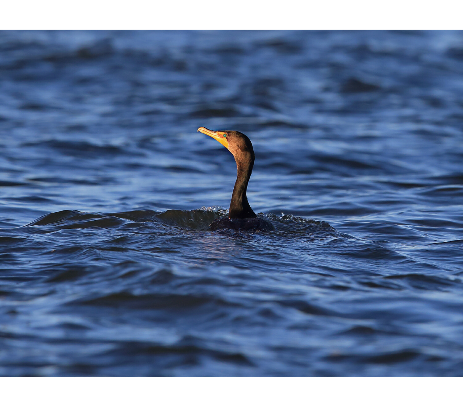 Canon EF 600mm F4L IS II USM sample photo
