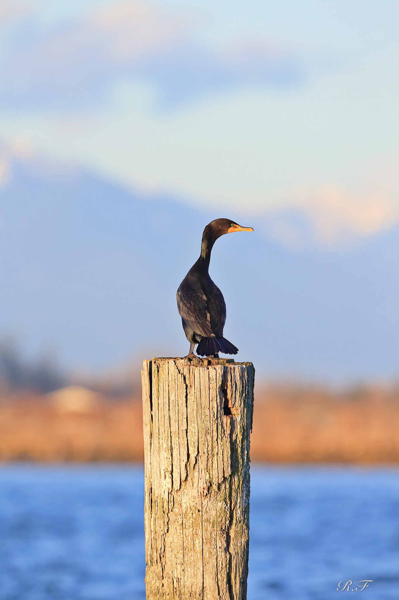 Canon EF 600mm F4L IS II USM sample photo