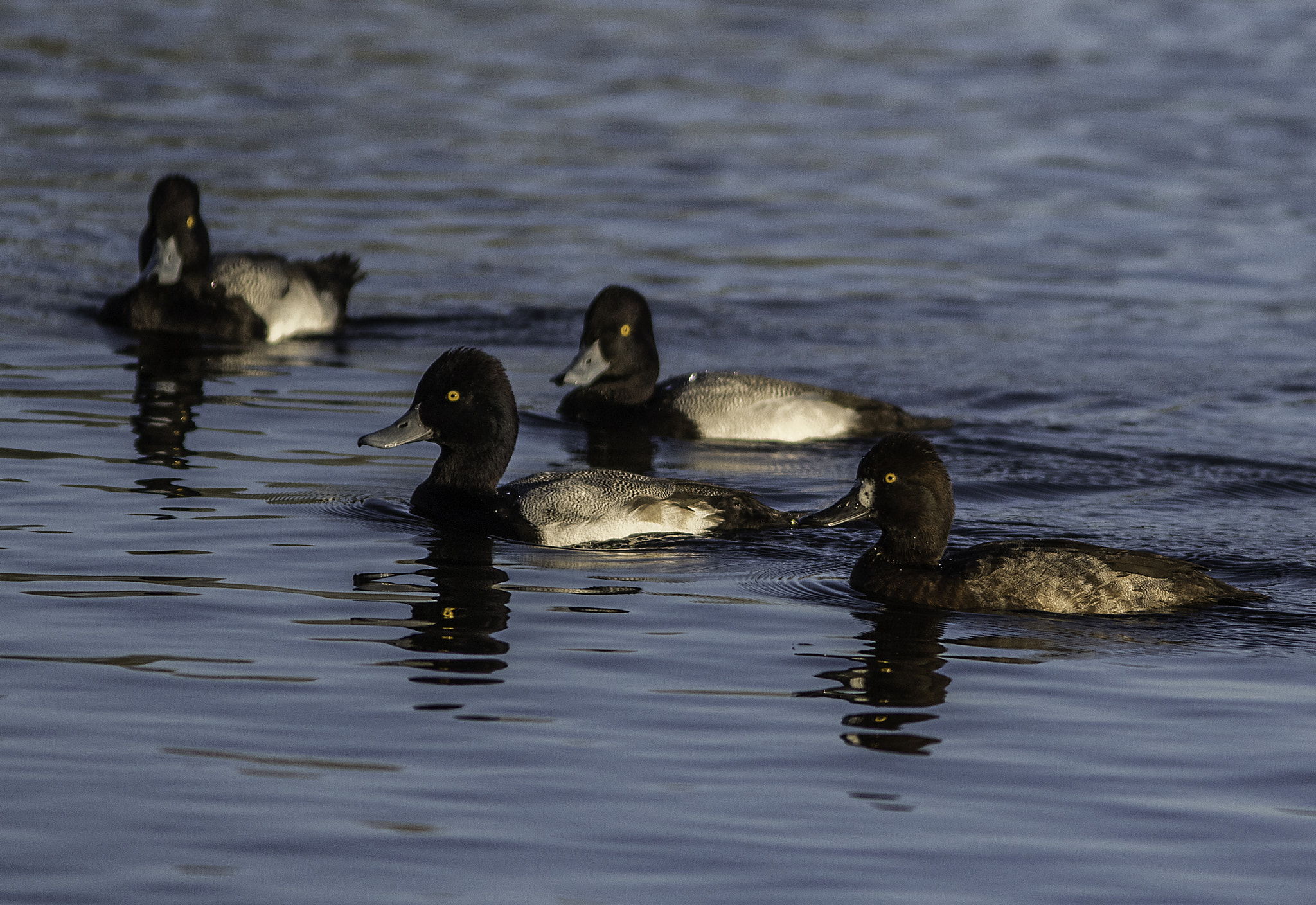 Canon EOS 7D Mark II + Canon EF 300mm F4L IS USM sample photo. Scaups at crescent lake photography