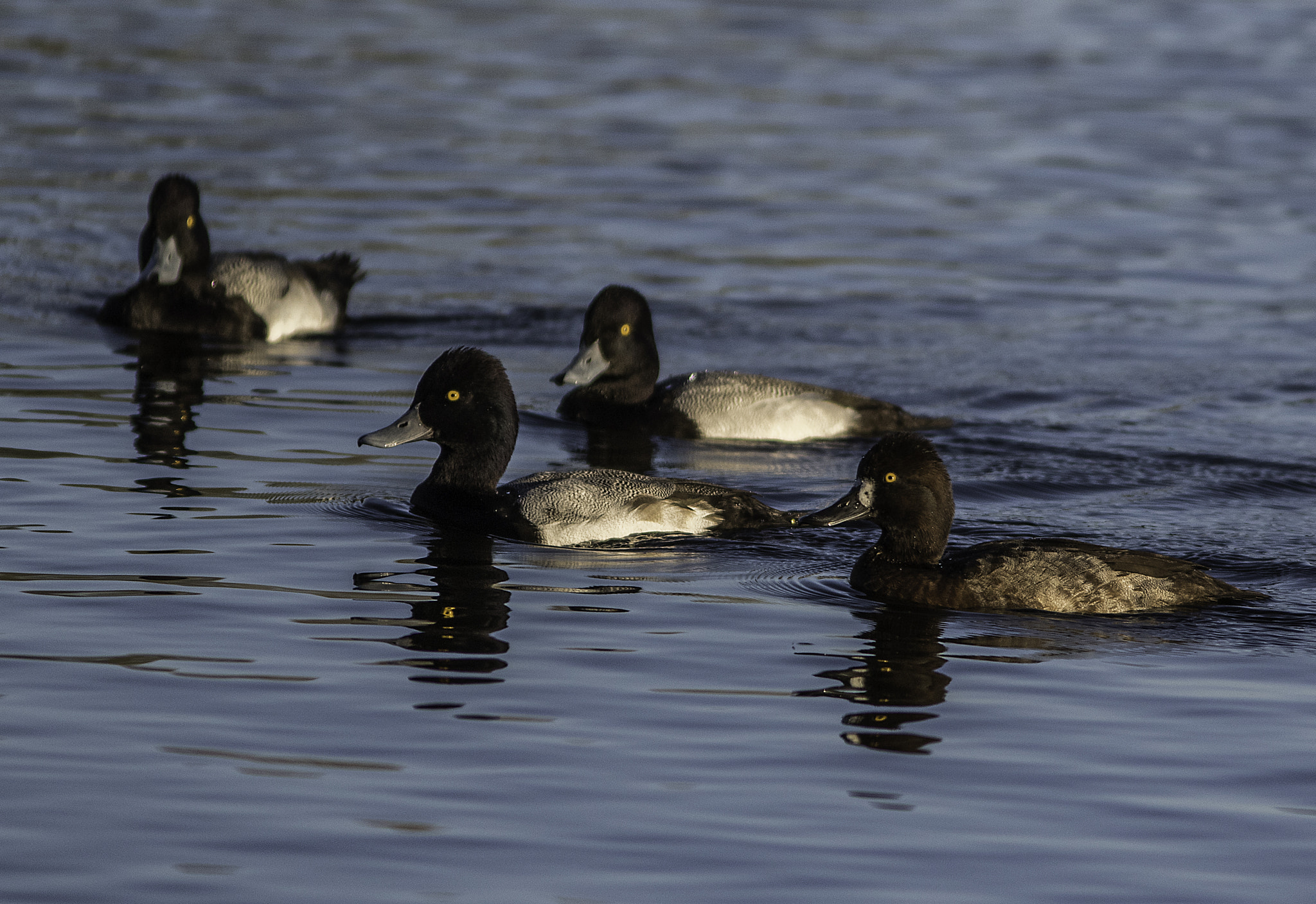 Canon EF 300mm F4L IS USM sample photo. Scaups at crescent lake photography