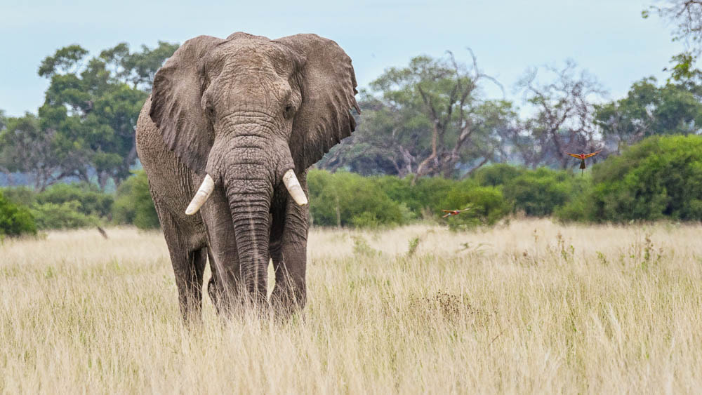 Sigma 150-600mm F5-6.3 DG OS HSM | S sample photo. Elephant photography