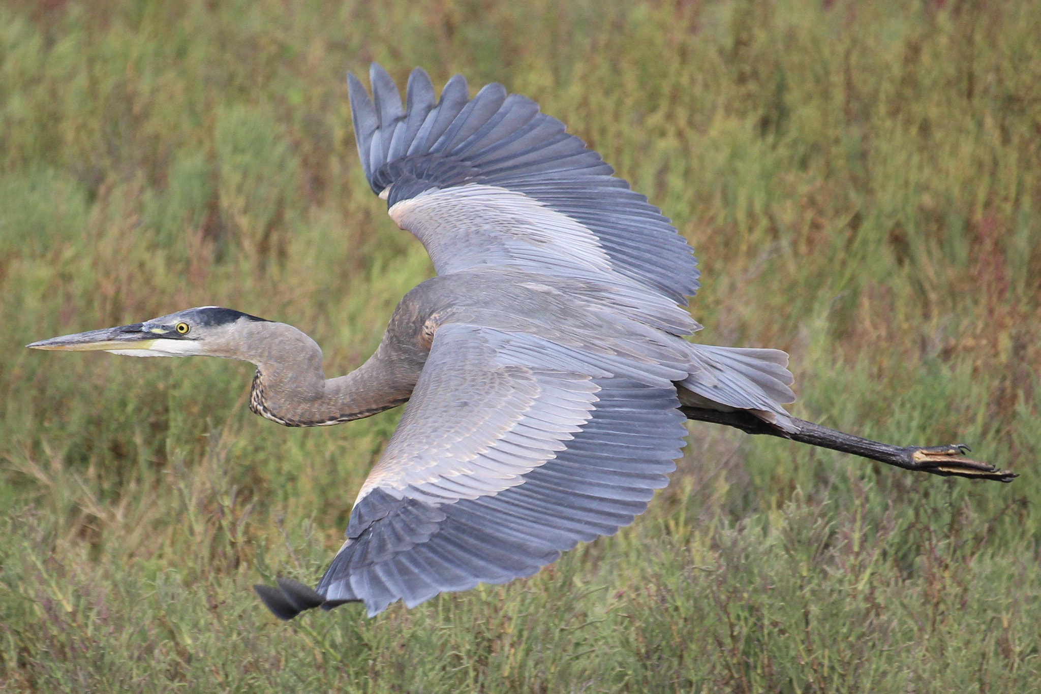 Canon EOS 100D (EOS Rebel SL1 / EOS Kiss X7) sample photo. Great blue heron photography
