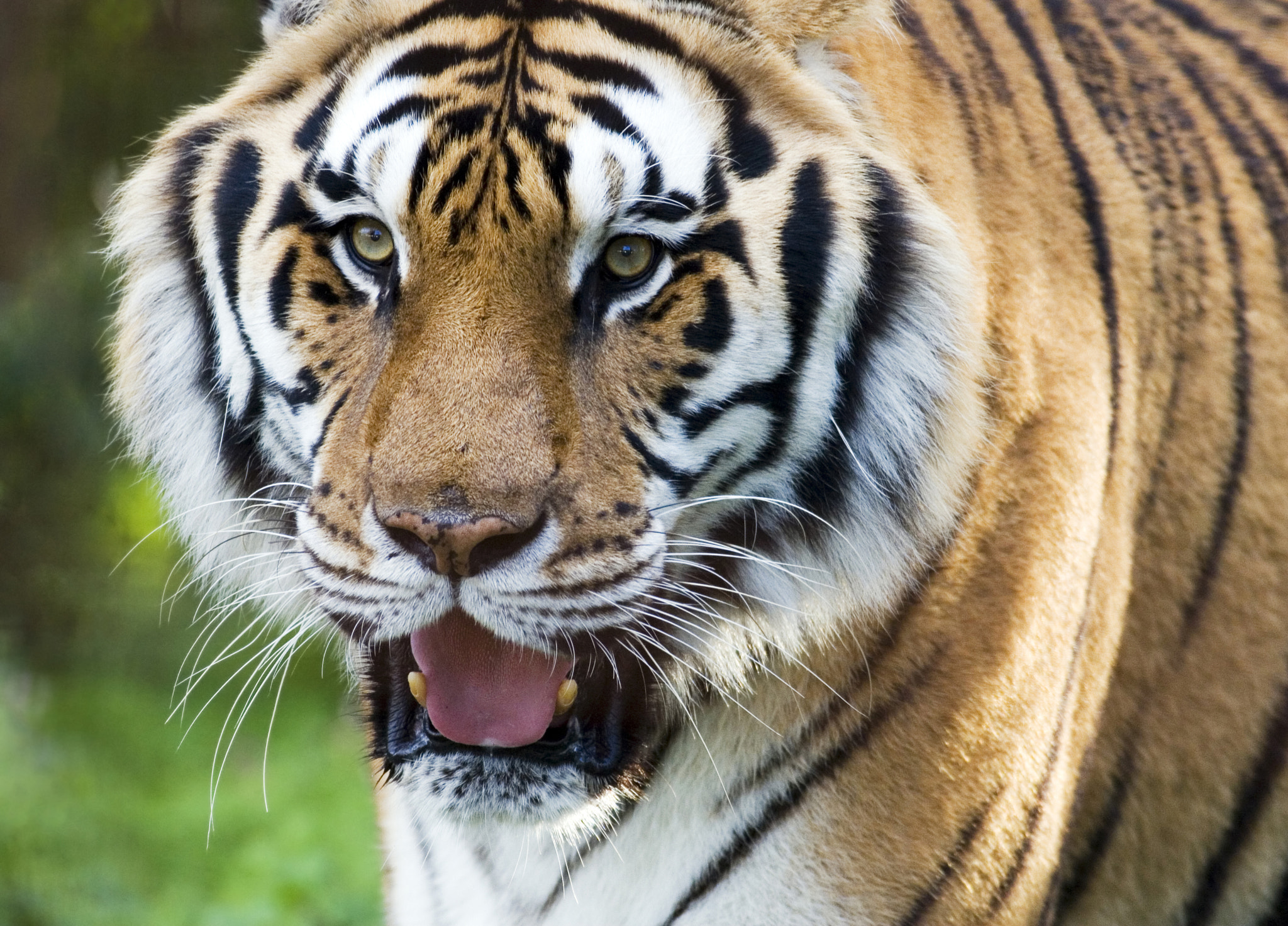 Canon EOS 30D + Canon EF 400mm F5.6L USM sample photo. The tiger photography