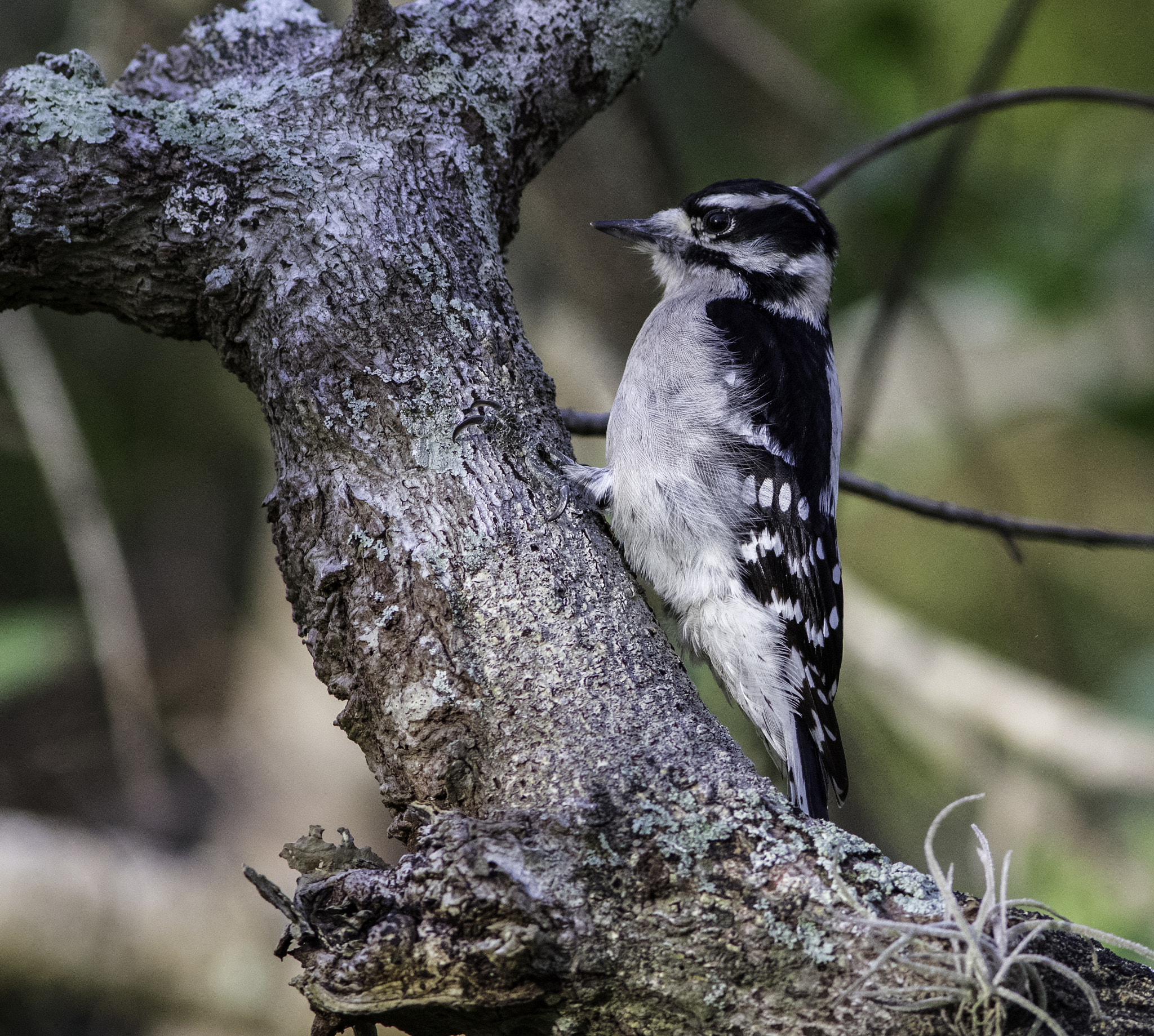 Canon EOS 7D Mark II + Canon EF 300mm F4L IS USM sample photo. Downy woodpecker photography
