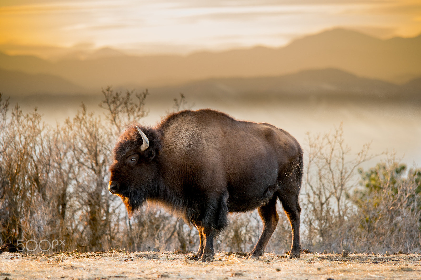 Sigma 150-500mm F5-6.3 DG OS HSM sample photo. Buffalo sunset photography