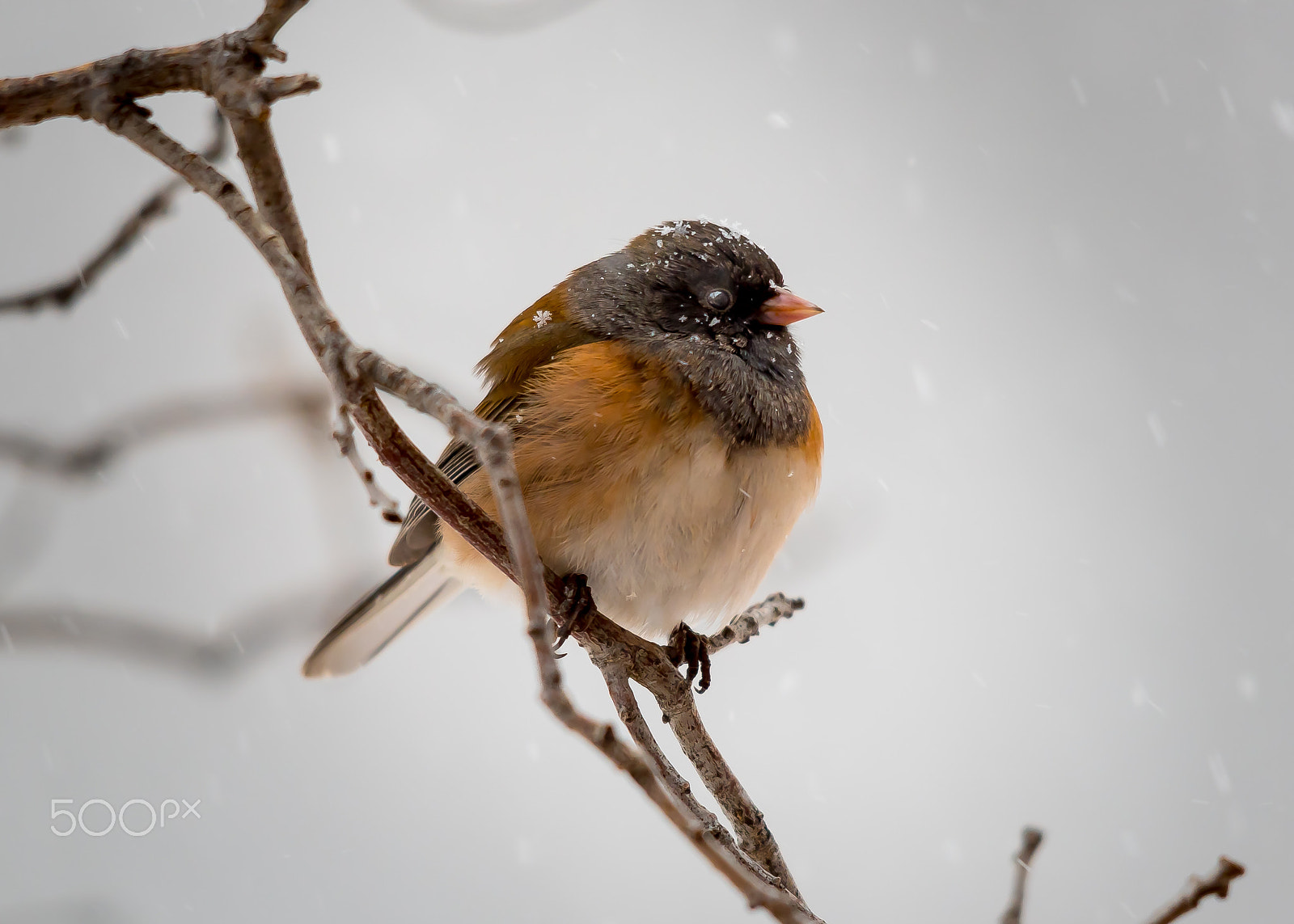 Sigma 150-500mm F5-6.3 DG OS HSM sample photo. Snow bird photography