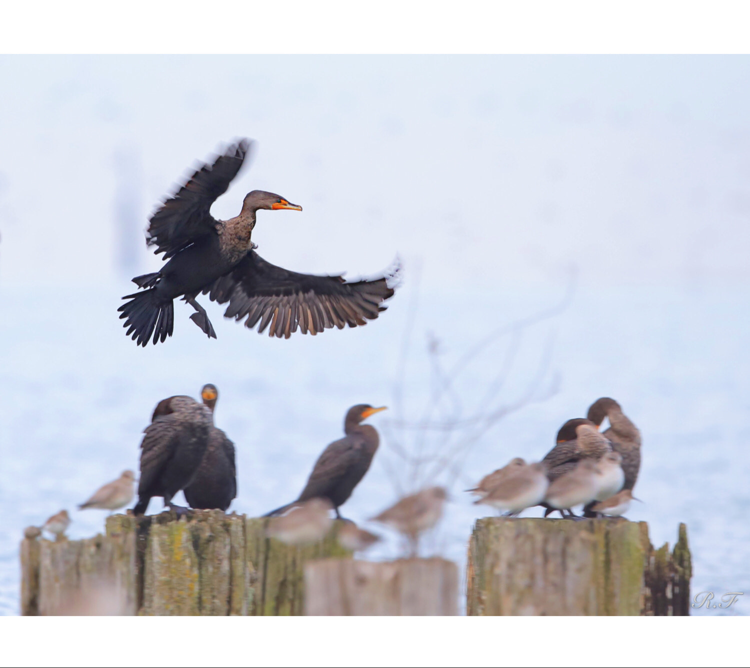 Canon EF 600mm F4L IS II USM sample photo