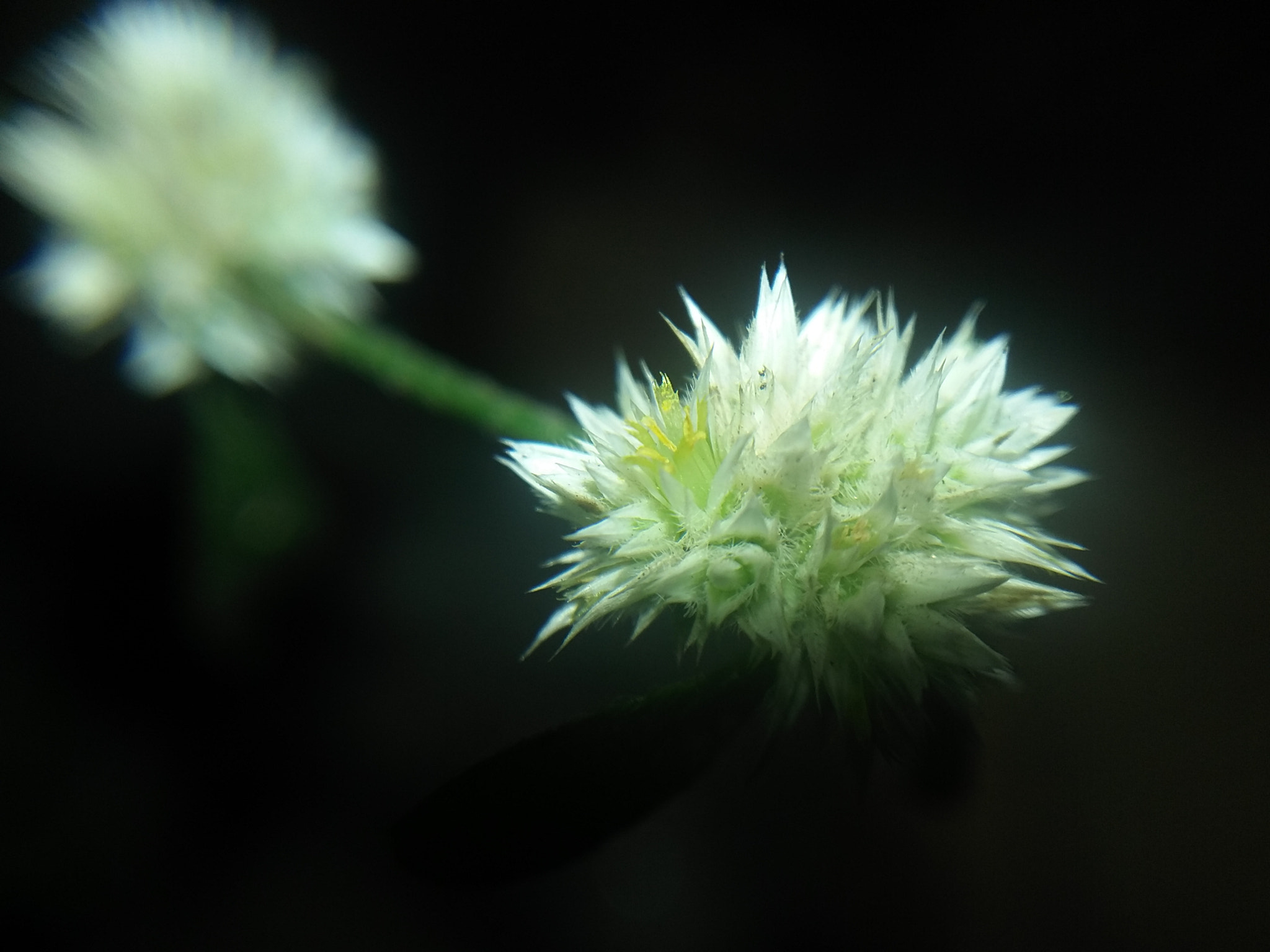 Samsung Galaxy E5 sample photo. Blooming photography