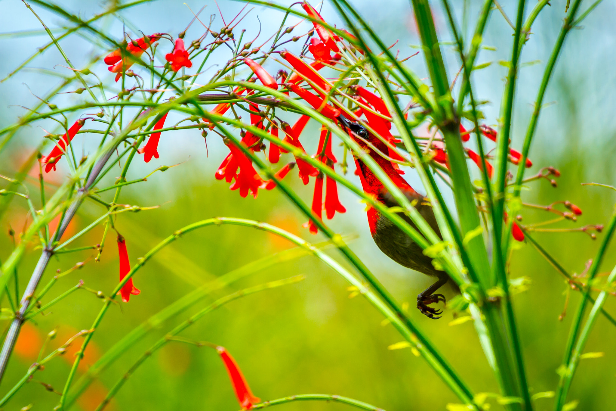 Canon EF 70-200mm F4L IS USM sample photo. Crimson sunbird photography