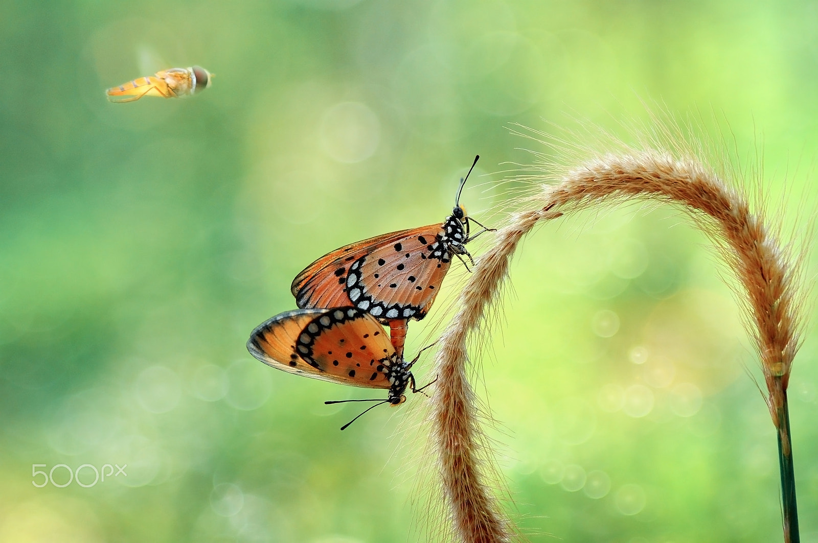 Nikon D5000 sample photo. The love triangle butterfly,butterfly. photography