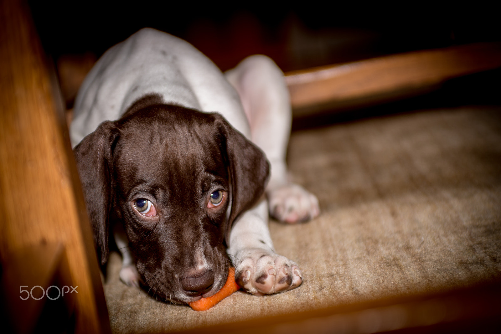 Nikon D750 + AF Zoom-Nikkor 35-70mm f/2.8D sample photo. Carrot? photography