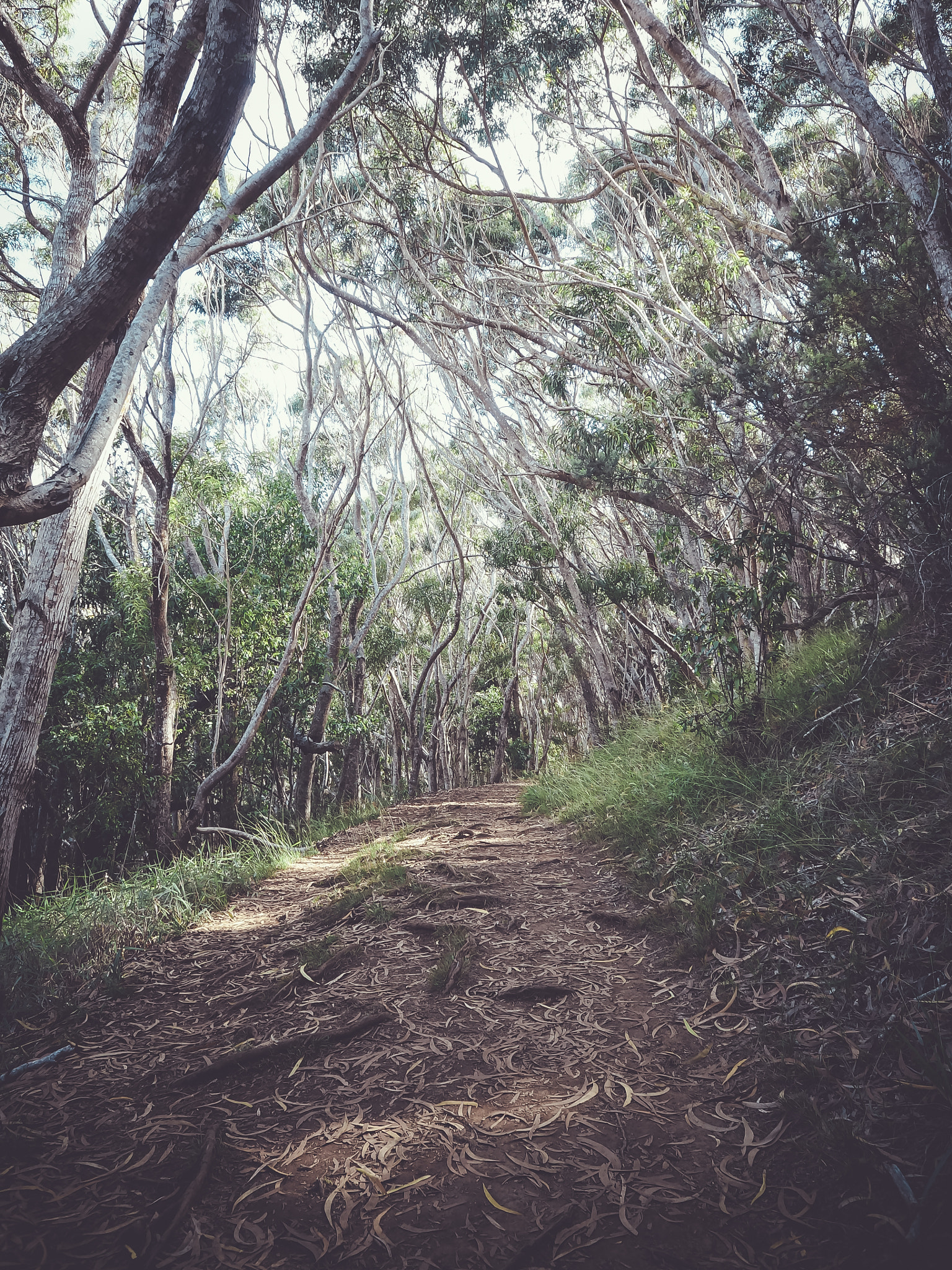 Sony Alpha NEX-6 + Sony E 16mm F2.8 sample photo. Kauai photography