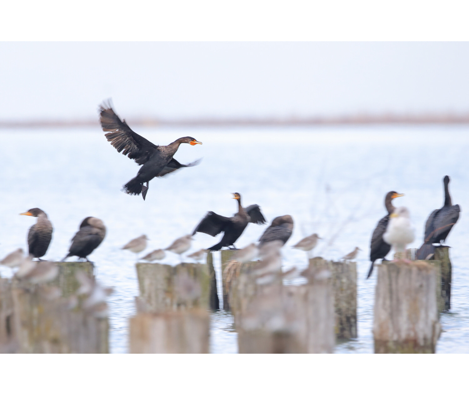 Canon EF 600mm F4L IS II USM sample photo