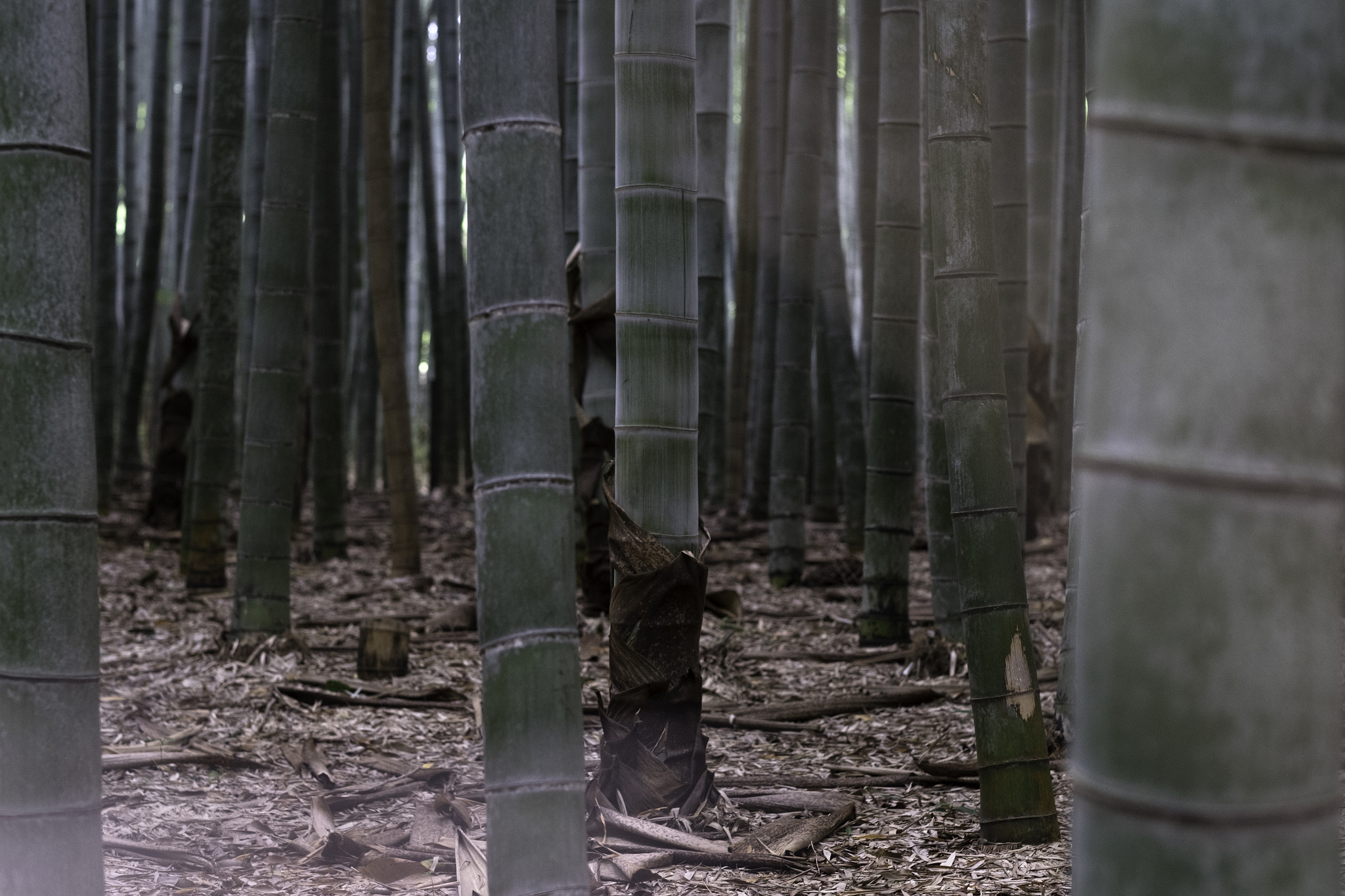 Fujifilm XF 56mm F1.2 R sample photo. Bamboo grove in arashiyama photography