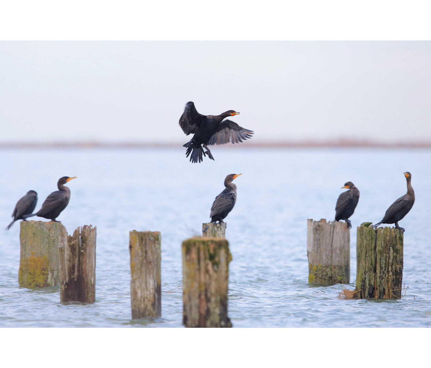 Canon EF 600mm F4L IS II USM sample photo