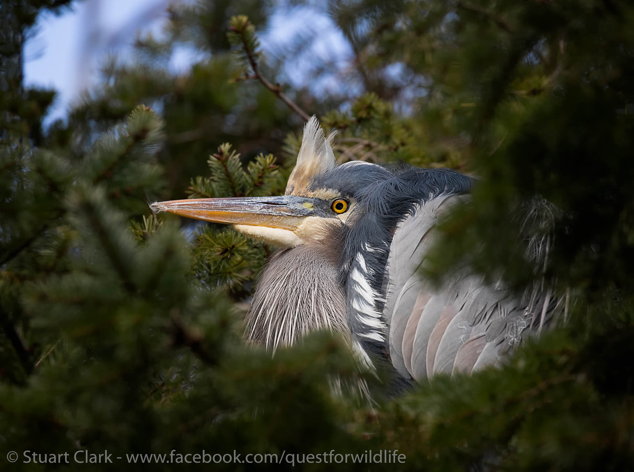 Canon EOS-1D X Mark II sample photo. Tree house photography