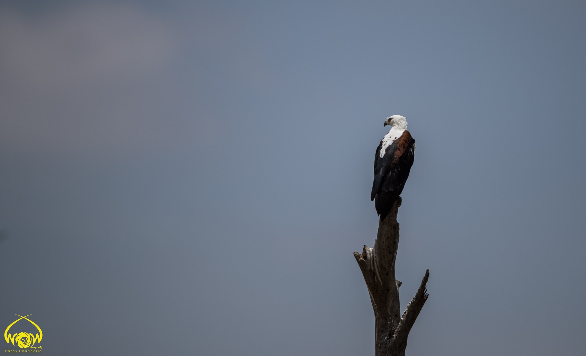 Canon EF 400mm F2.8L IS II USM sample photo. #project365  #25jan2017 #naturewildlife365 photography