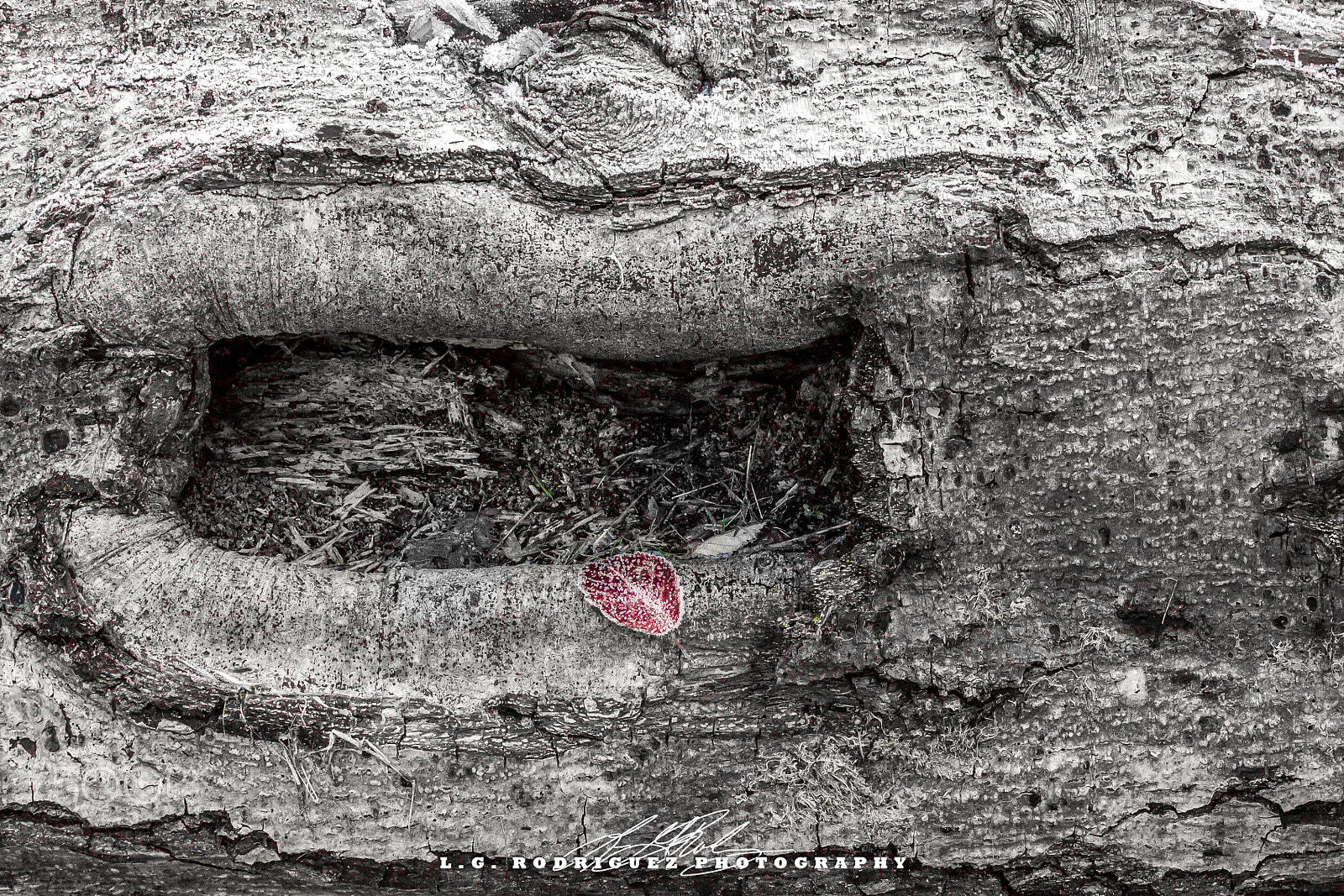 Canon EOS 650D (EOS Rebel T4i / EOS Kiss X6i) sample photo. Tree trunk bnw red leaf photography