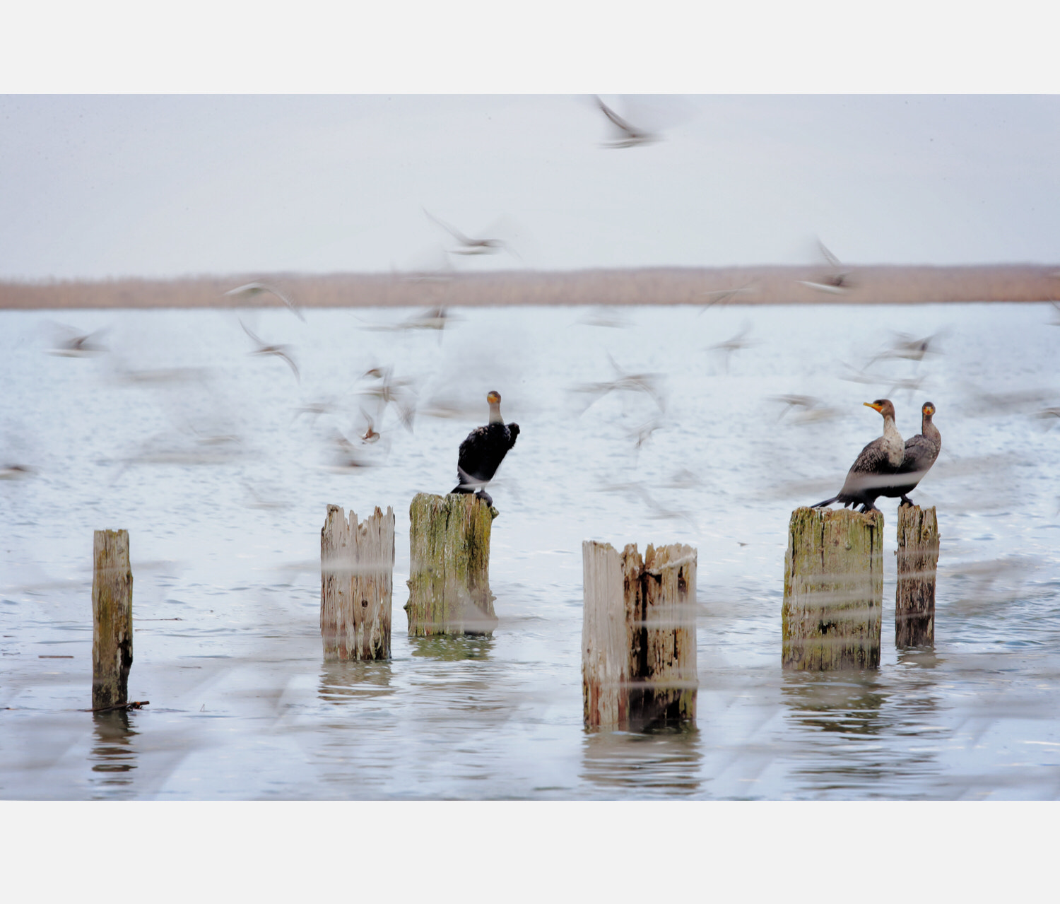 Canon EF 600mm F4L IS II USM sample photo