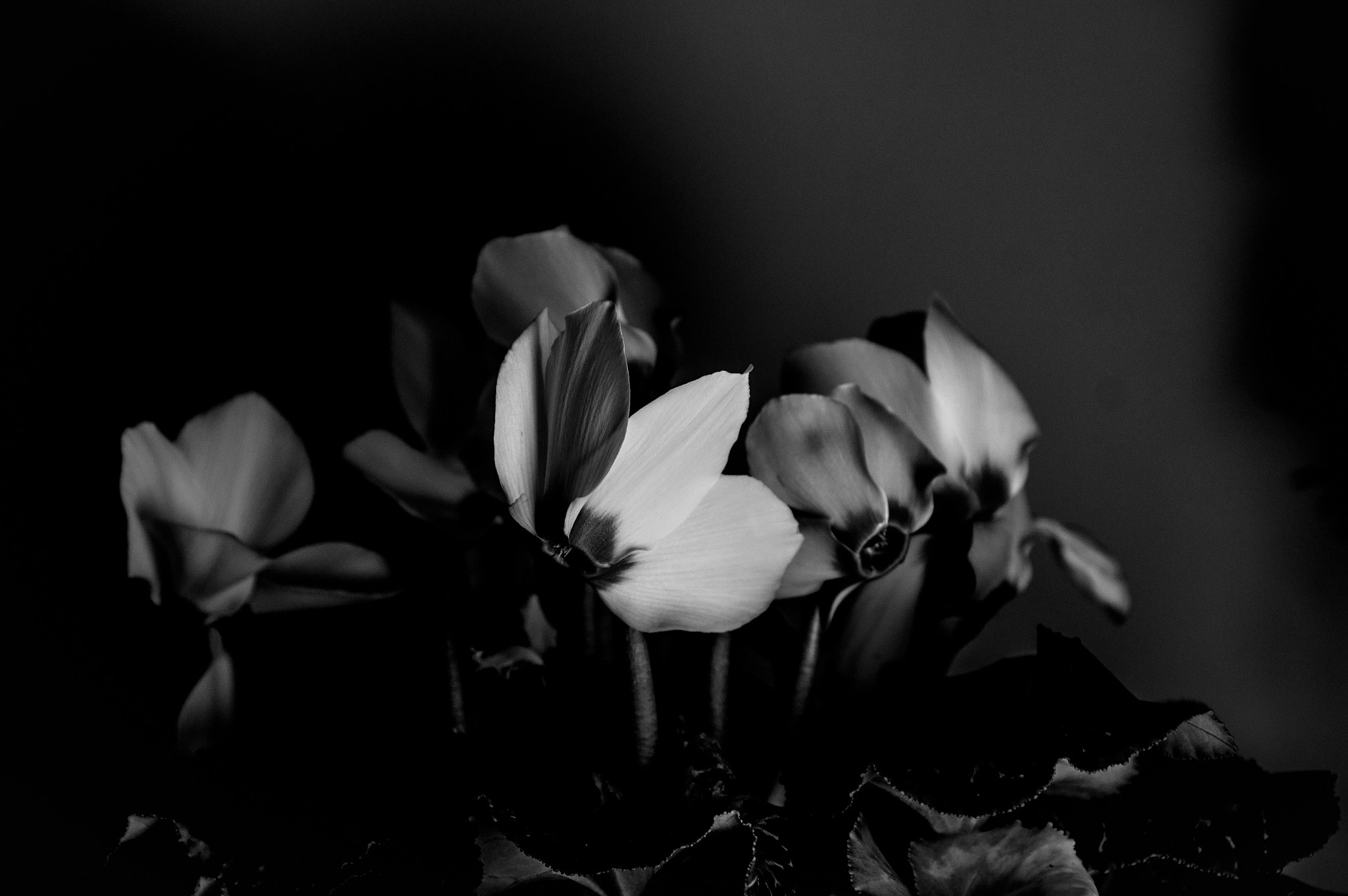Sony SLT-A37 sample photo. Siyah beyaz  photography