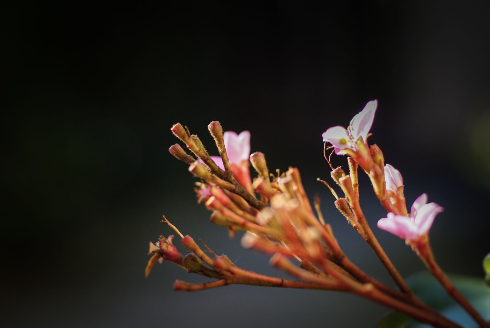 Sony DT 50mm F1.8 SAM sample photo. No macro! photography