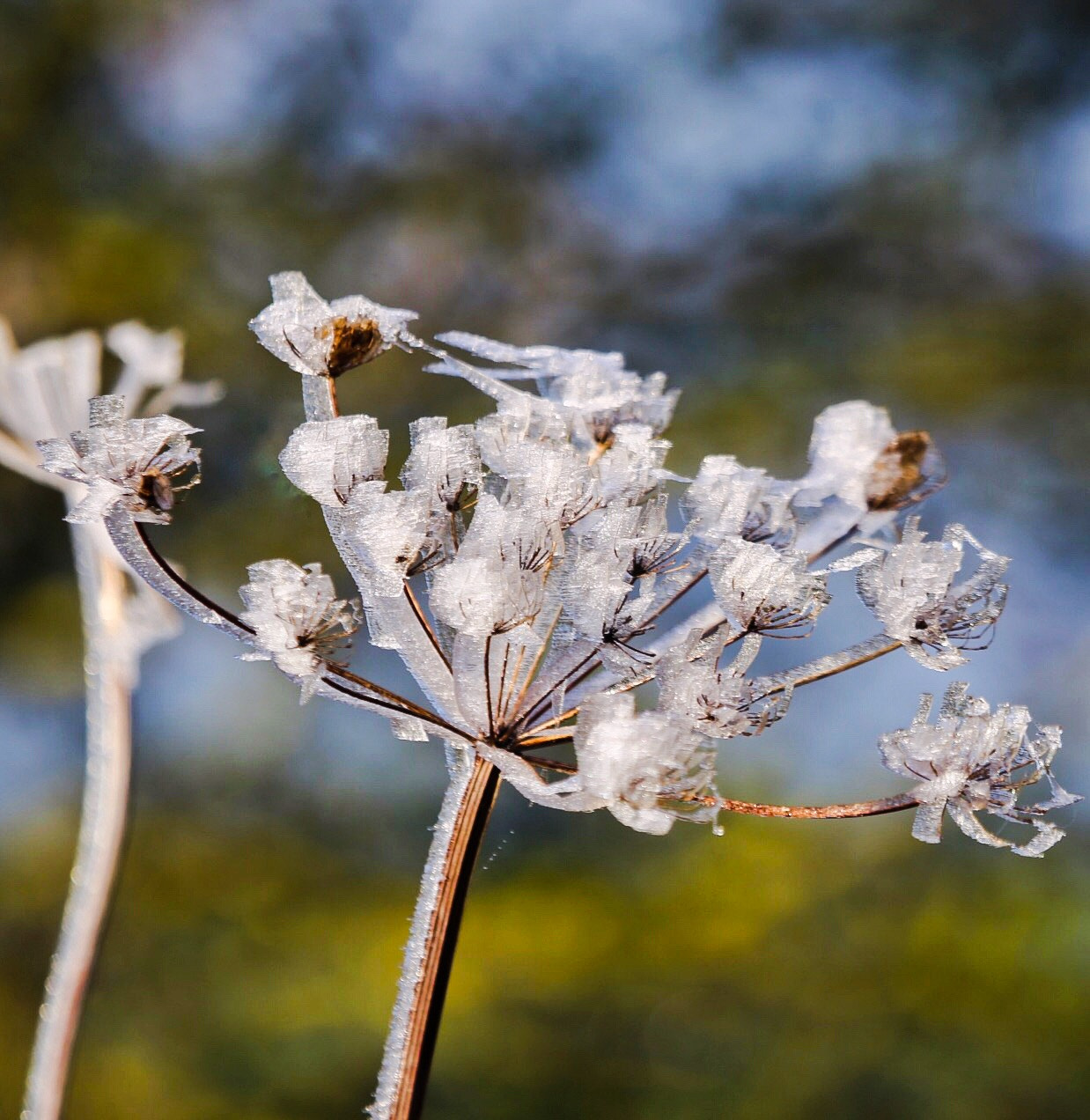 Canon EF 100-400mm F4.5-5.6L IS USM sample photo. Frost ribbons photography