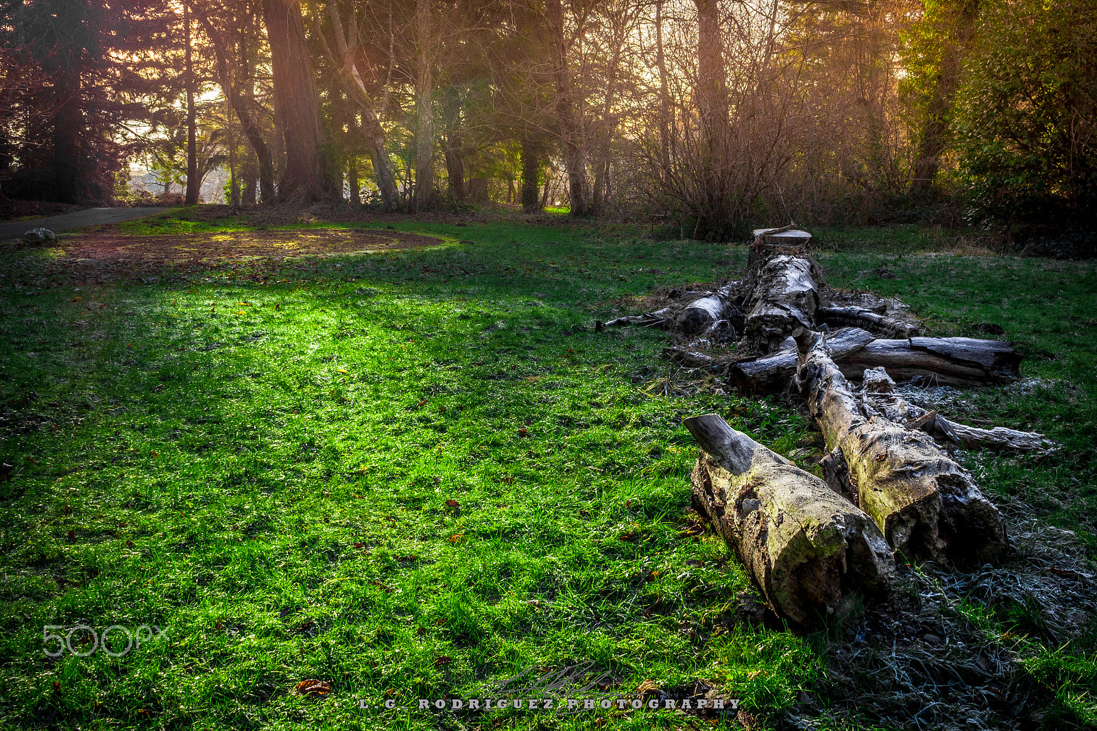 Canon EOS 650D (EOS Rebel T4i / EOS Kiss X6i) sample photo. Trees and overexposure photography