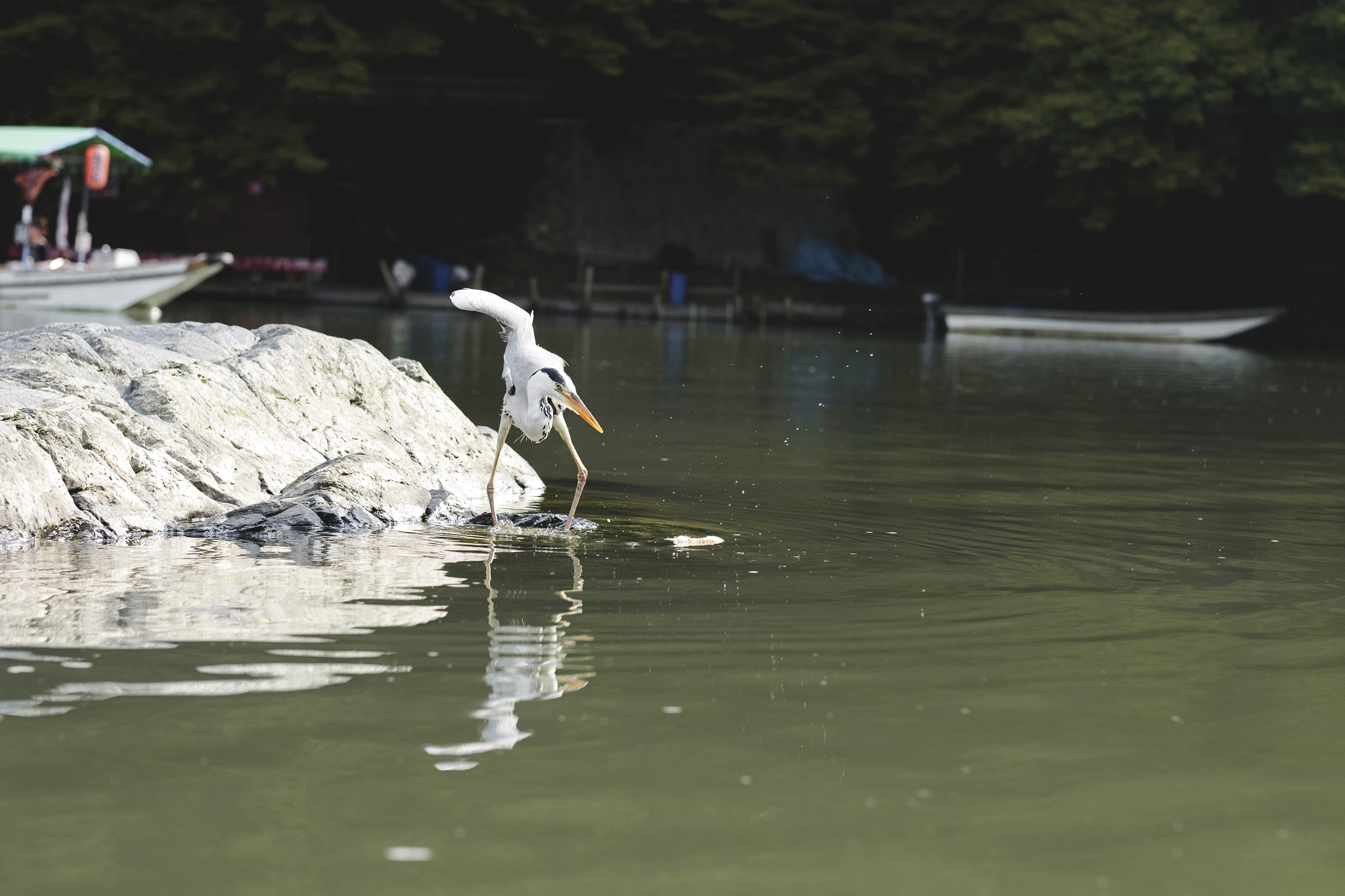 Fujifilm XF 56mm F1.2 R sample photo. Bird in hozu river photography