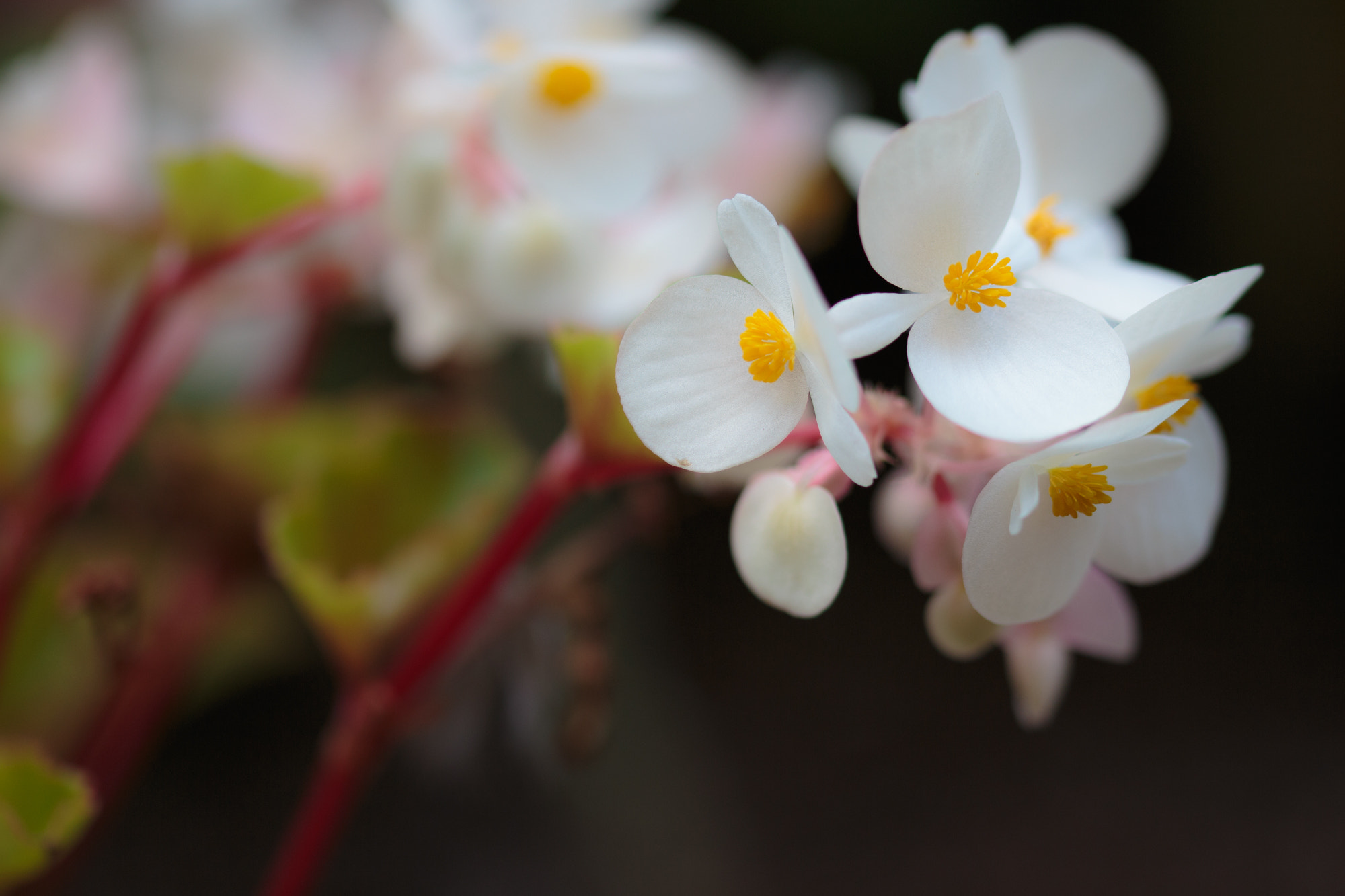 Sigma 105mm F2.8 EX DG OS HSM sample photo. Nature  photography