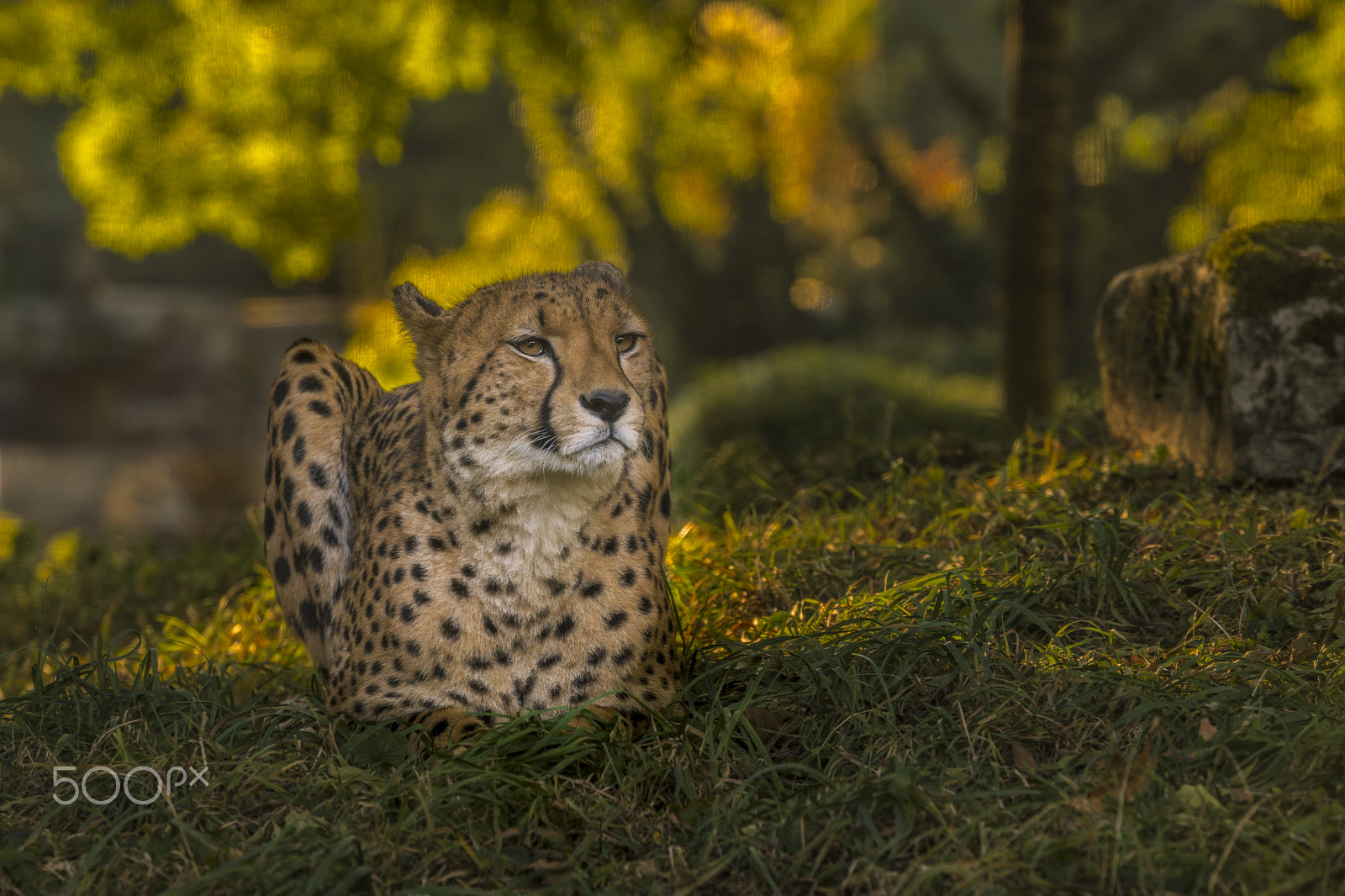 Sony ILCA-77M2 + Tamron SP 70-200mm F2.8 Di VC USD sample photo. Cheetah rest photography