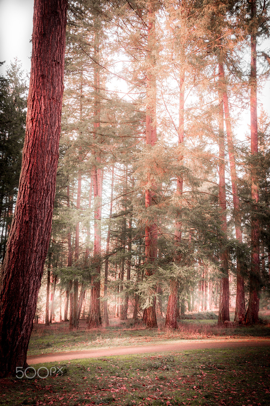 Canon EOS 650D (EOS Rebel T4i / EOS Kiss X6i) sample photo. Fire tree photography