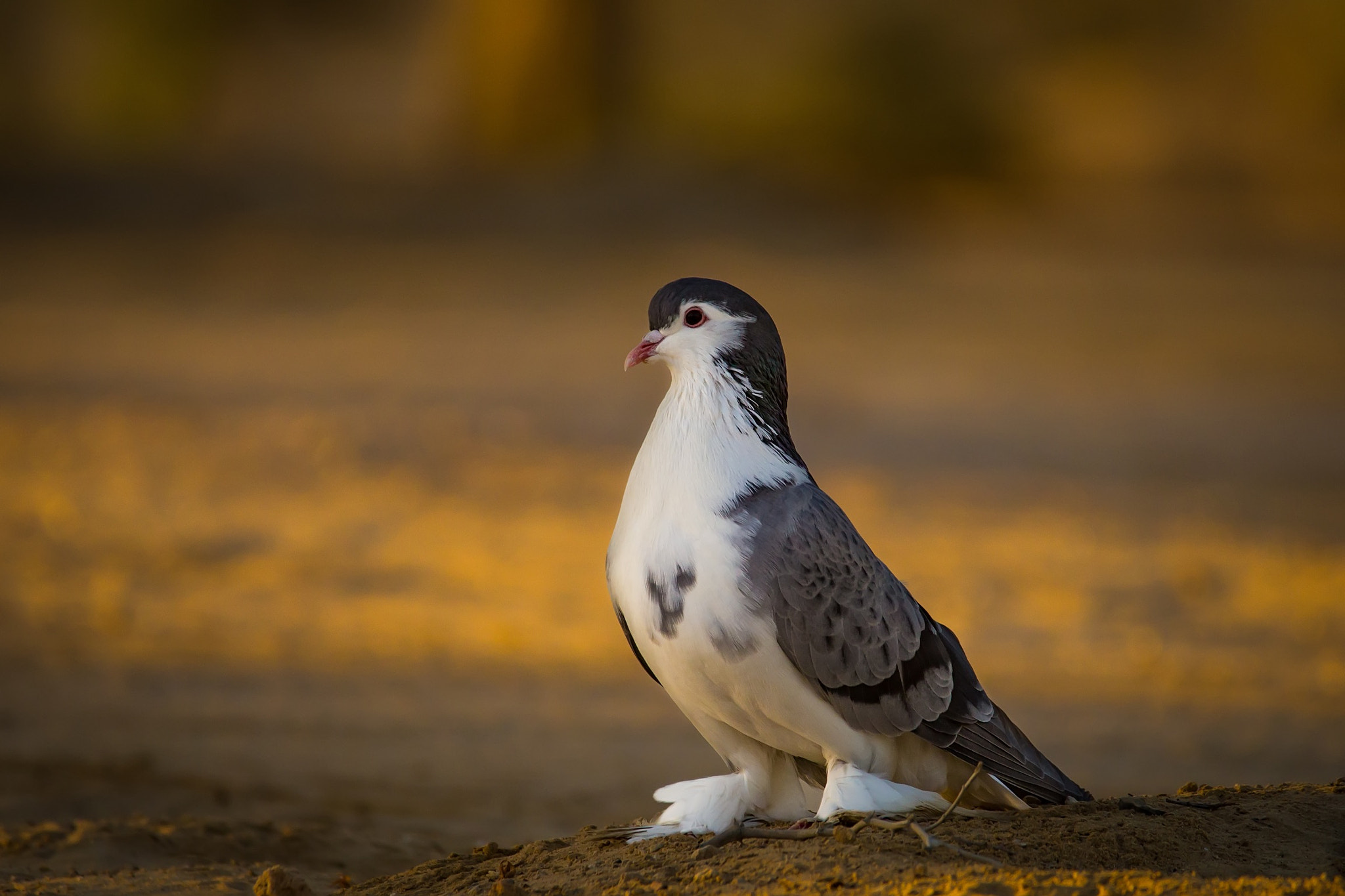 150-600mm F5-6.3 DG OS HSM | Contemporary 015 sample photo. Pigeon photography