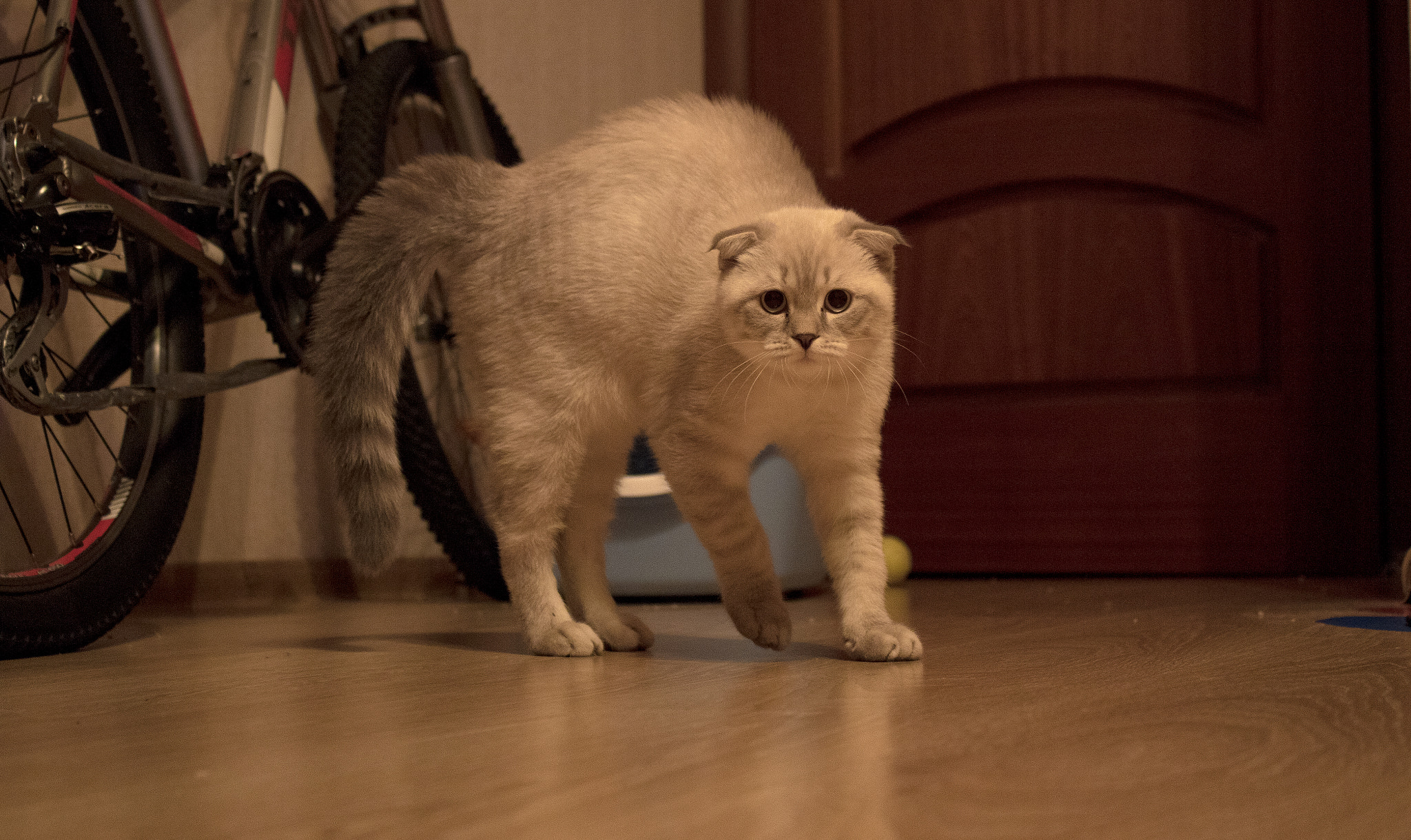 Canon EOS 7D Mark II + Canon EF-S 18-55mm F3.5-5.6 IS II sample photo. Cat "skywalker" photography