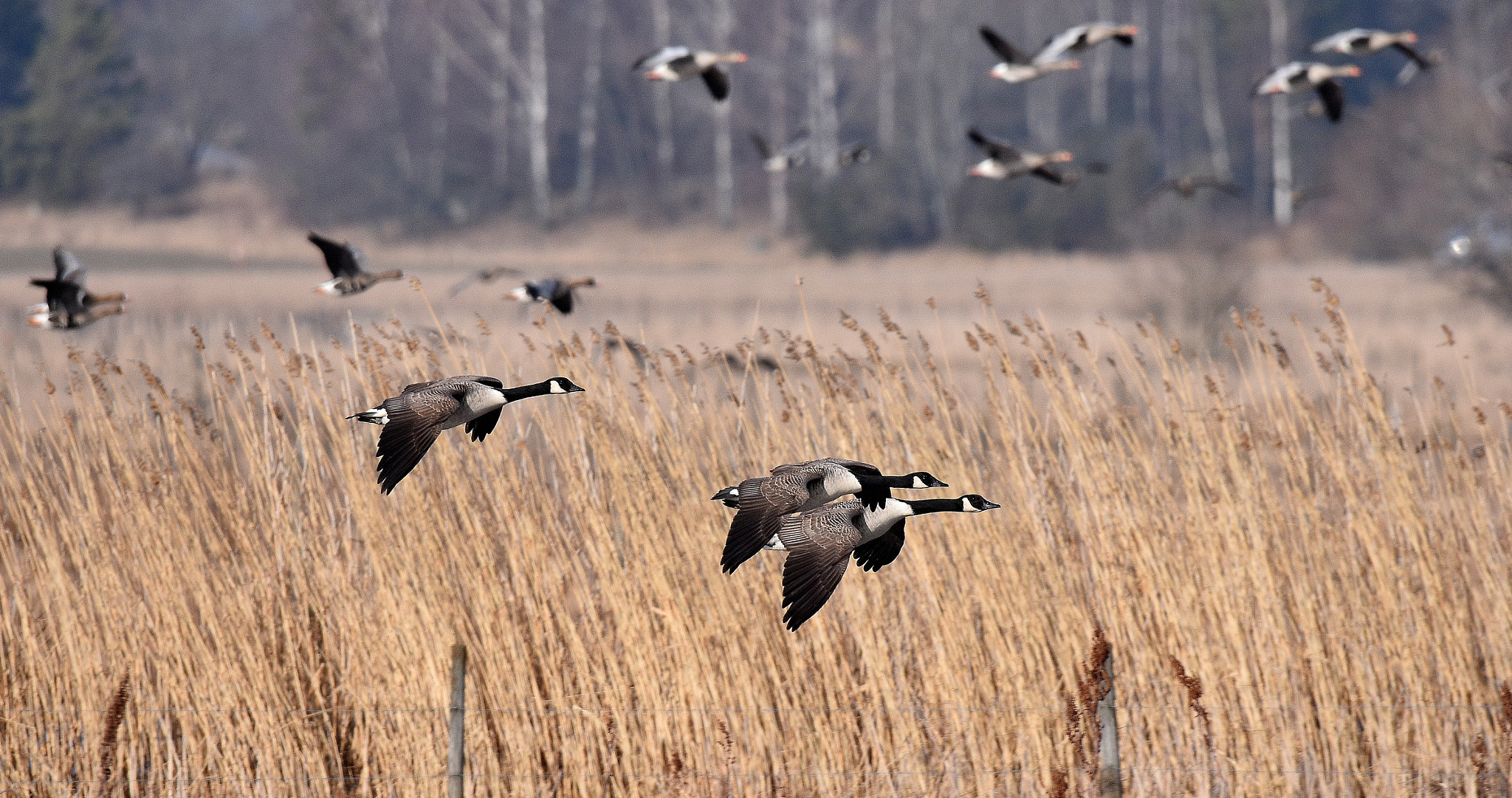 Sigma 150-600mm F5-6.3 DG OS HSM | S sample photo. Canada geese in flight photography