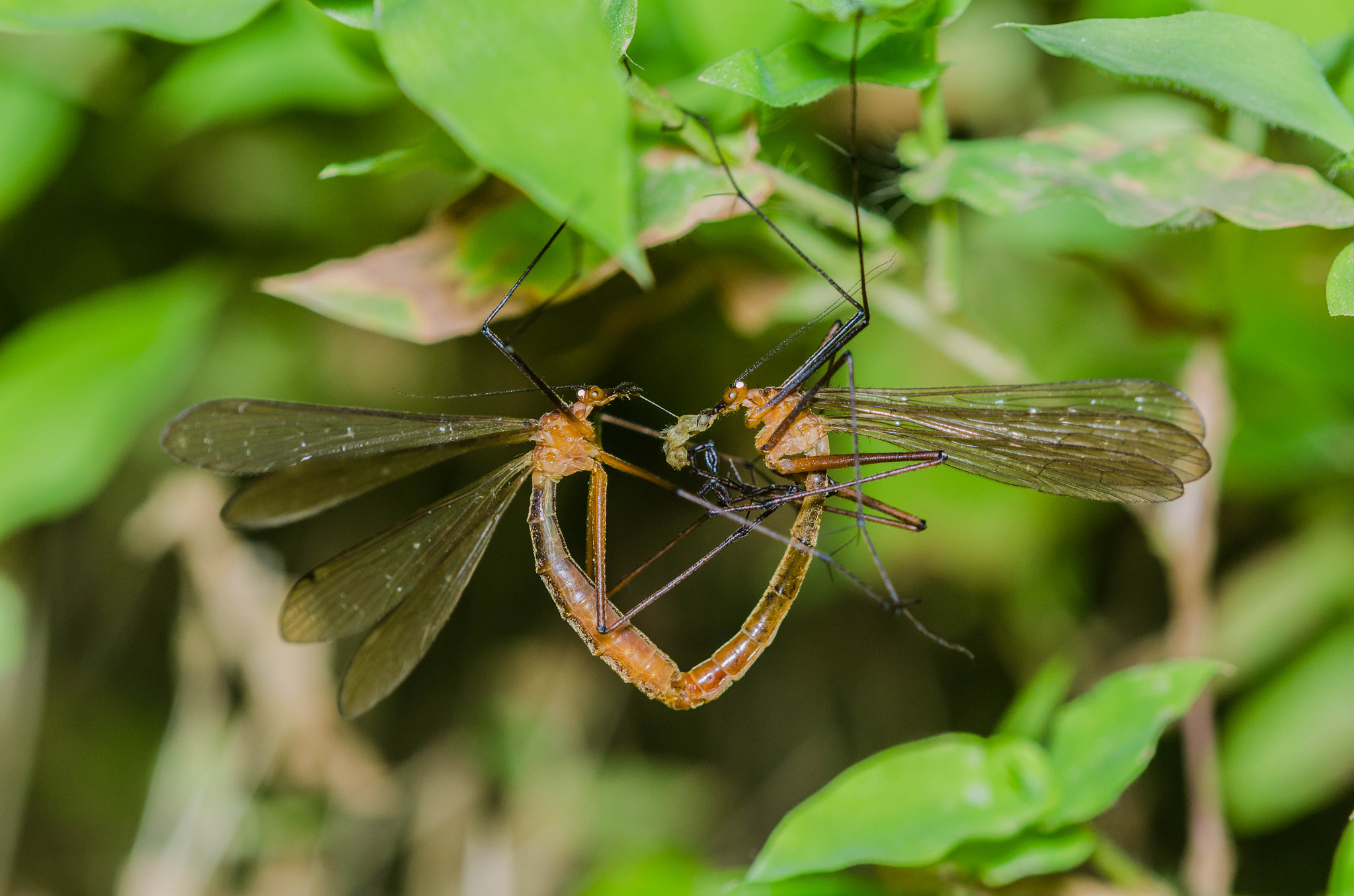 Nikon AF Micro-Nikkor 200mm F4D ED-IF sample photo. Love kiss photography