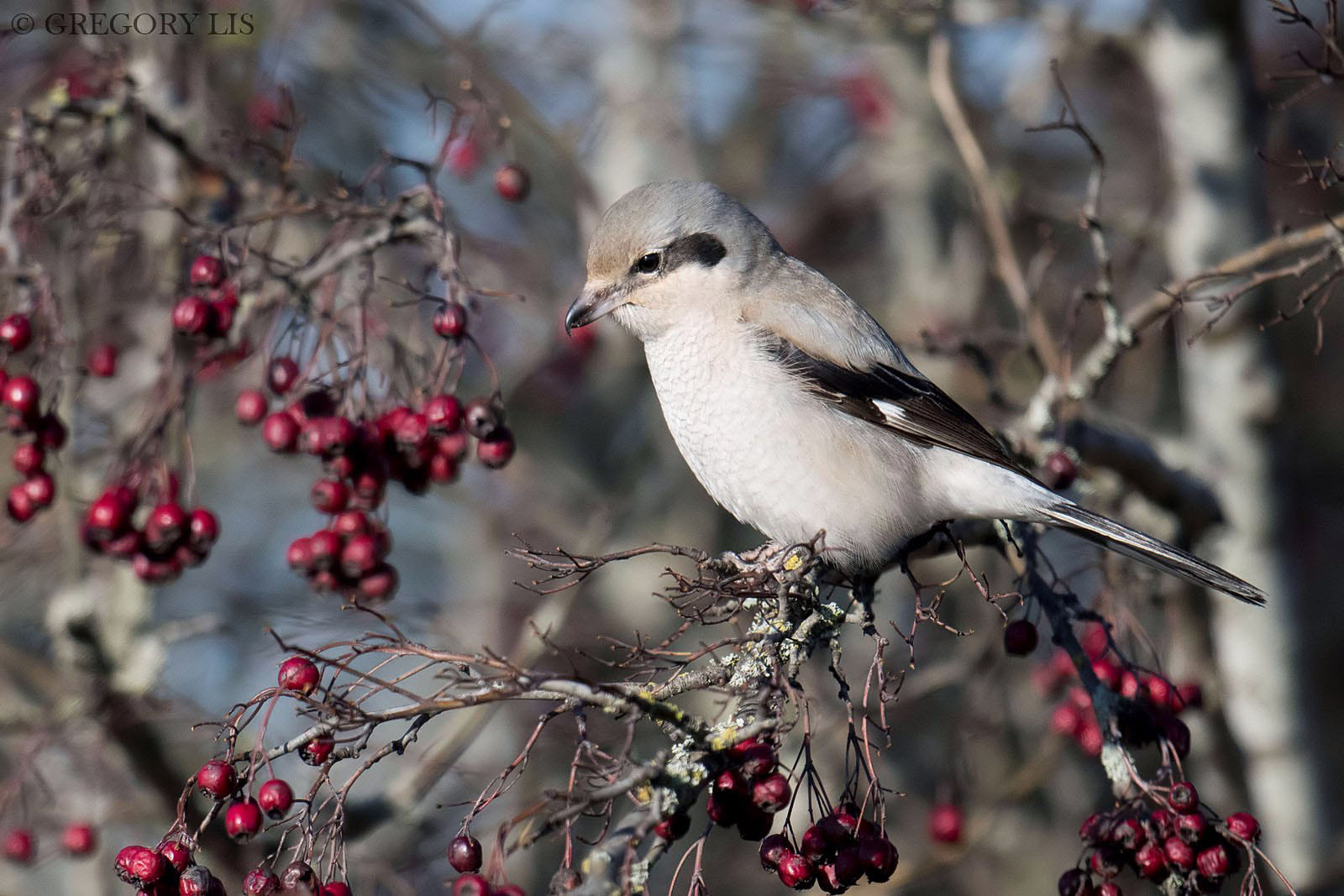 Nikon D810 + Nikon AF-S Nikkor 500mm F4G ED VR sample photo. Northern shrike photography