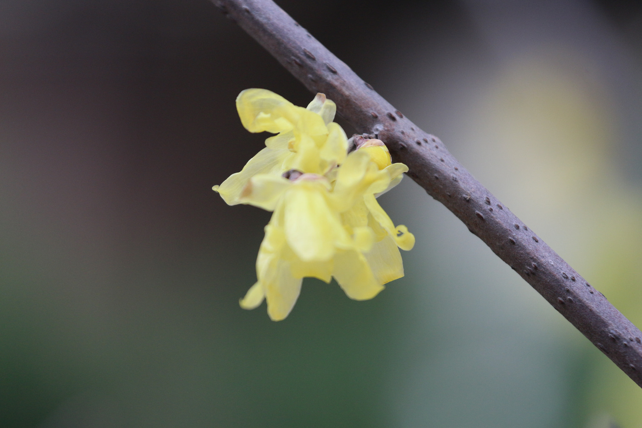 Canon EOS 700D (EOS Rebel T5i / EOS Kiss X7i) + Canon EF 70-200mm F4L USM sample photo. 照片 photography