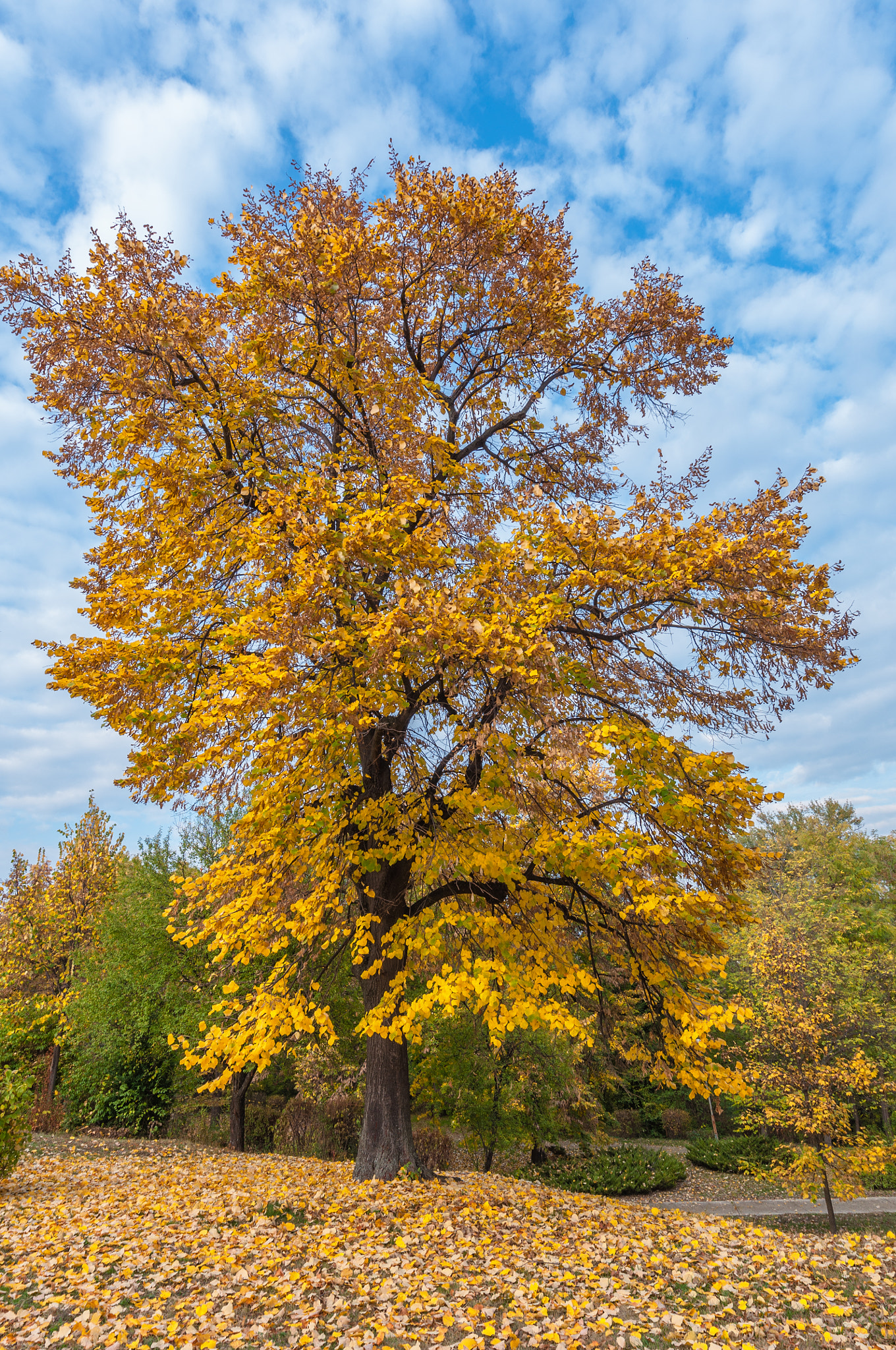Nikon AF-S Nikkor 14-24mm F2.8G ED sample photo. Autumn photography